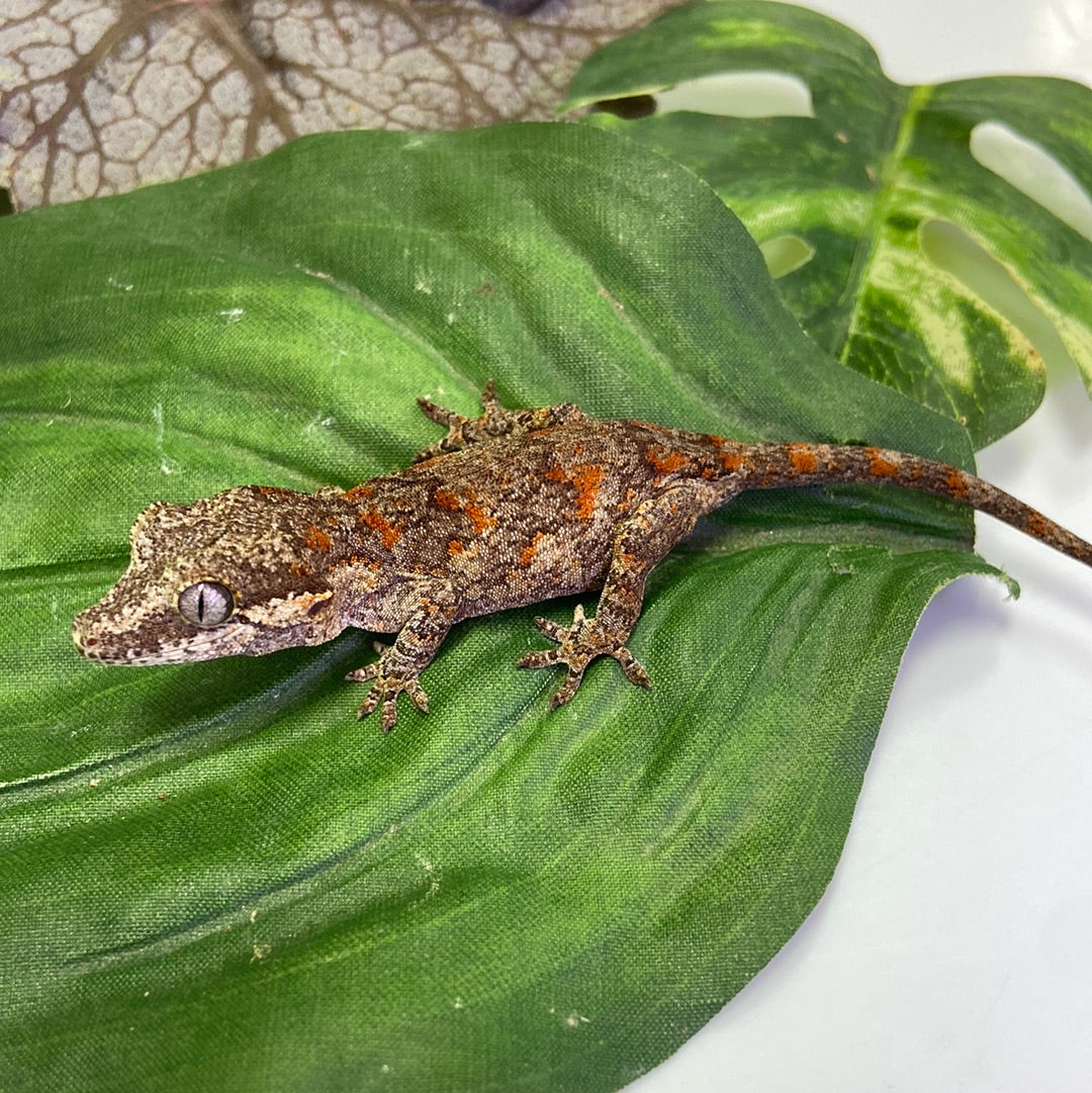 Red Blotched Reticulated Gargoyle Gecko 2023 Male AN234