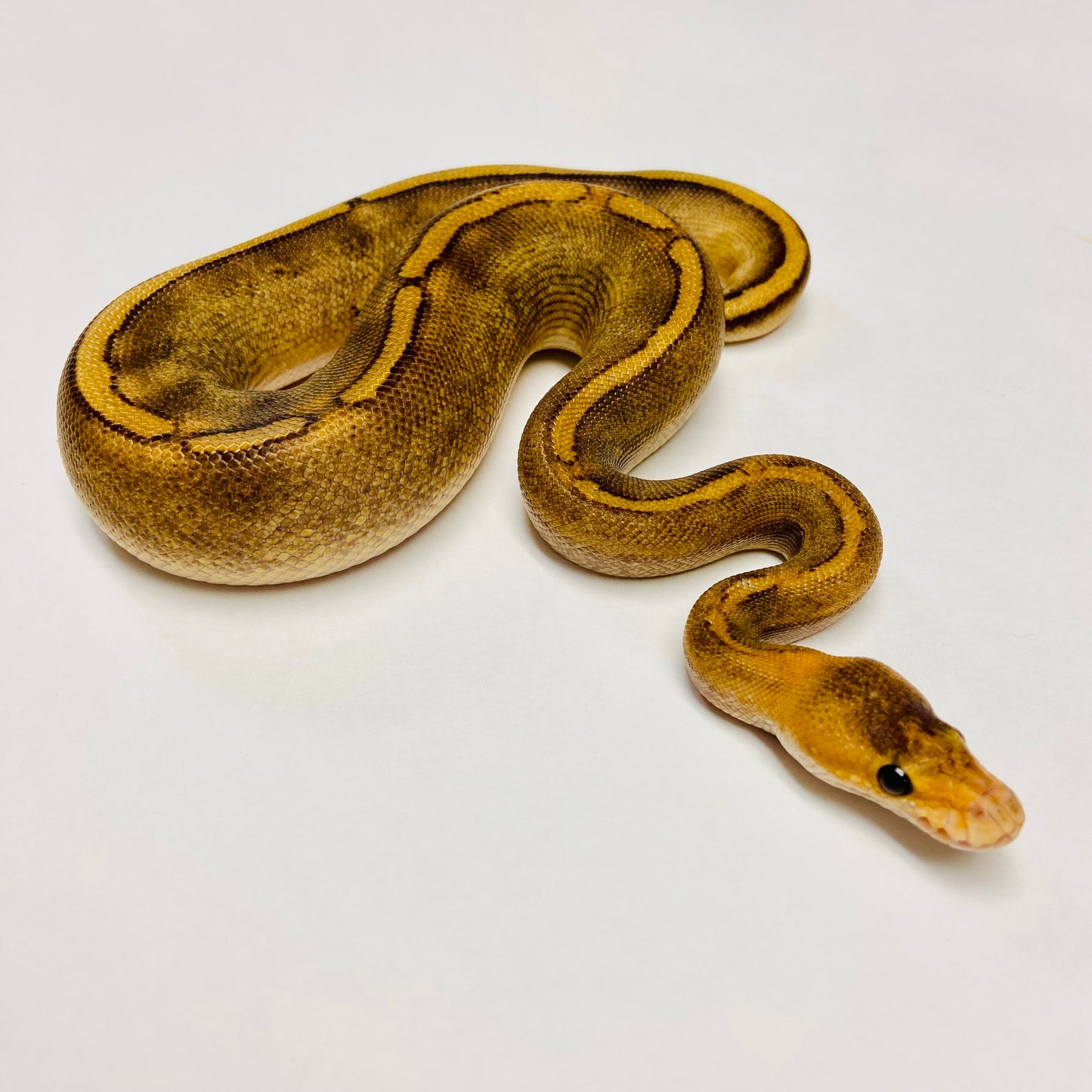 Champagne Het Ghost Ball Python- Male #2023M02