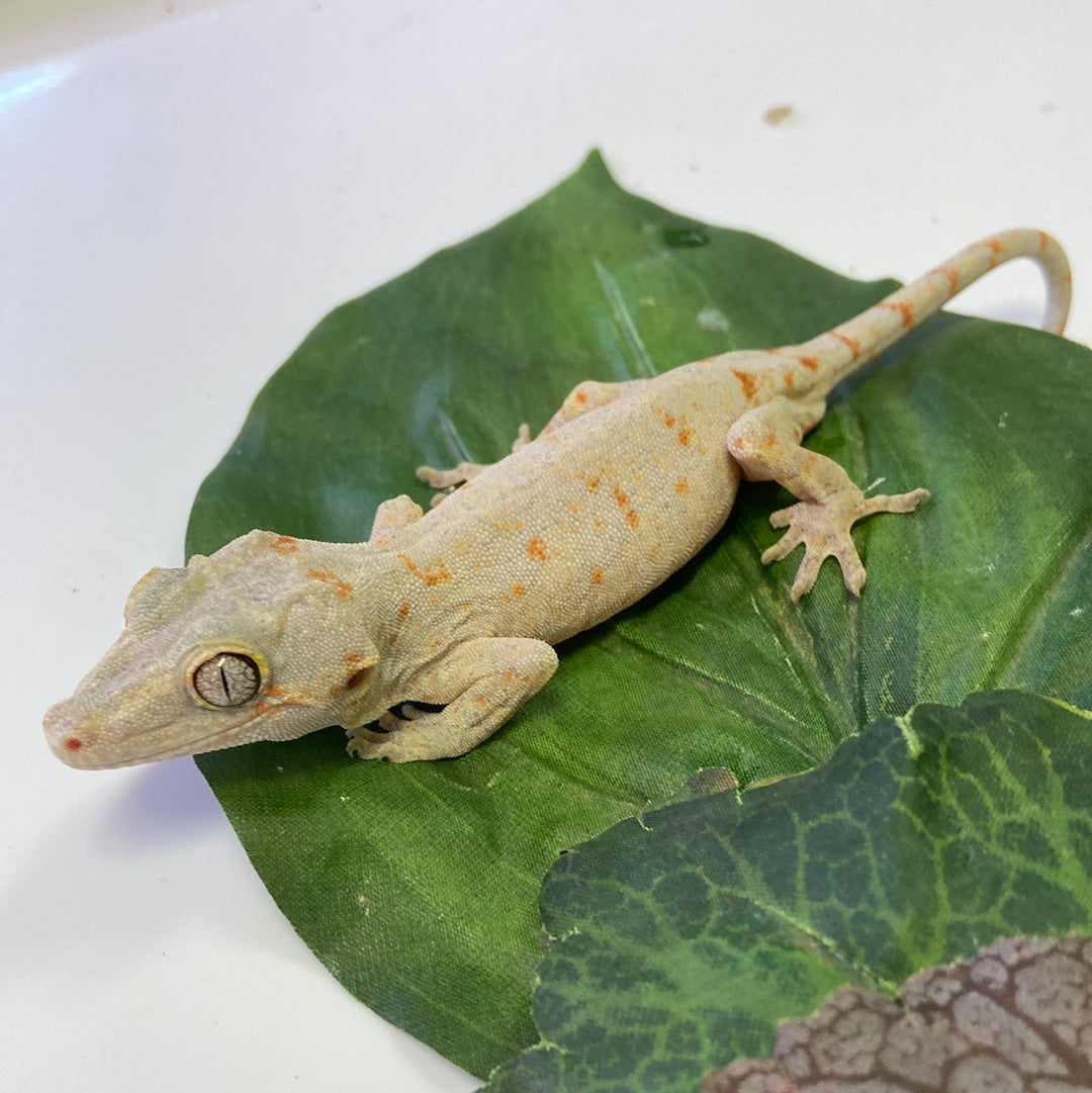 Orange Blotched Reticulated Gargoyle Gecko-Male #LS06