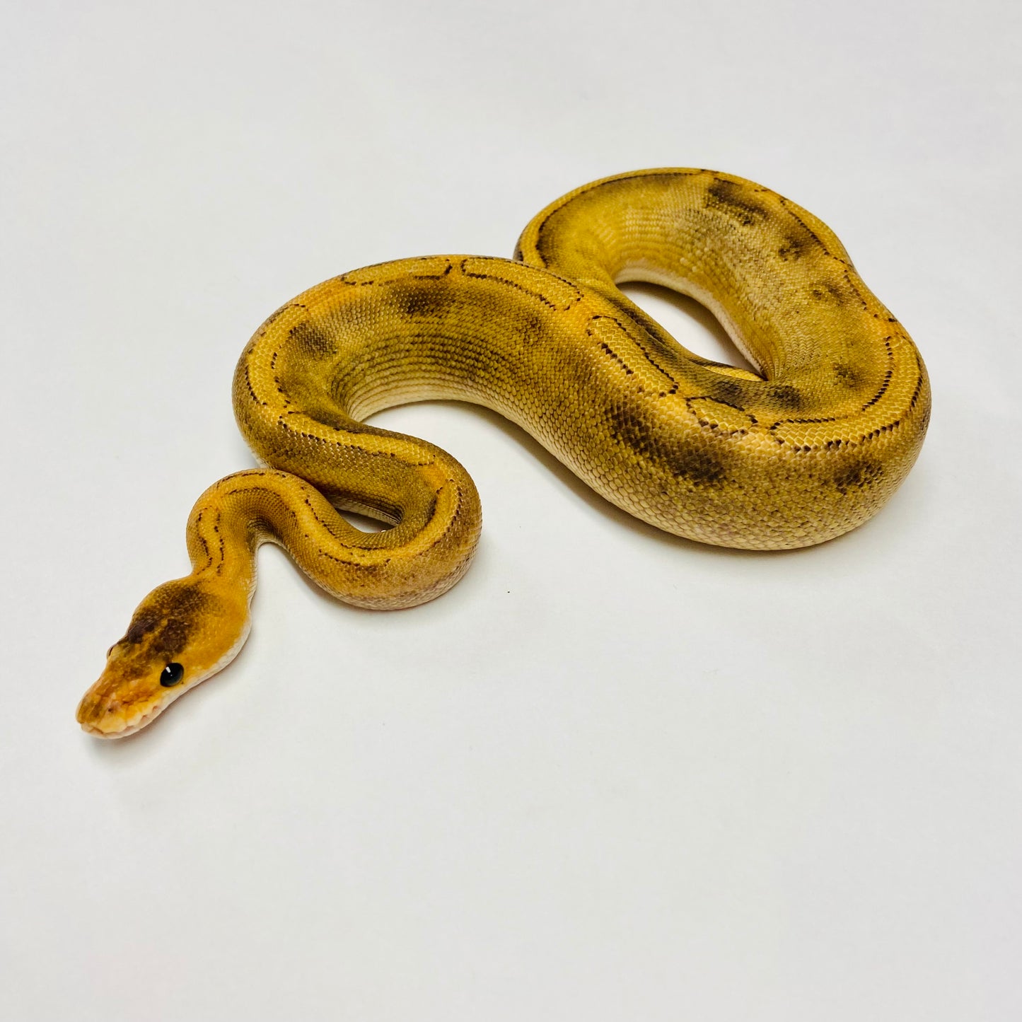 Champagne Het Ghost Ball Python- Male #2023M01