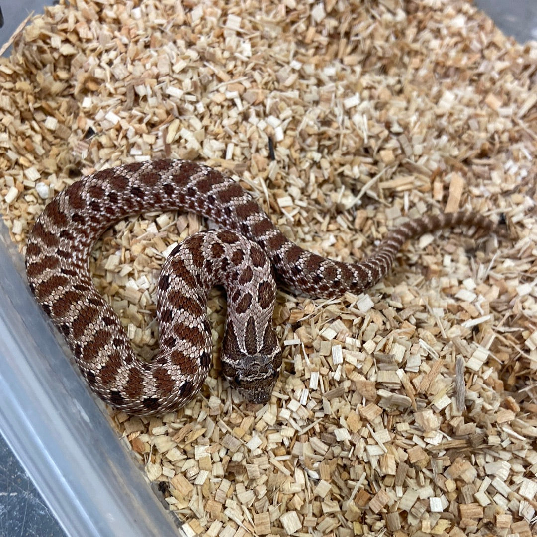 Anaconda Het Albino Pos Het Snow Western Hognose #2023M01