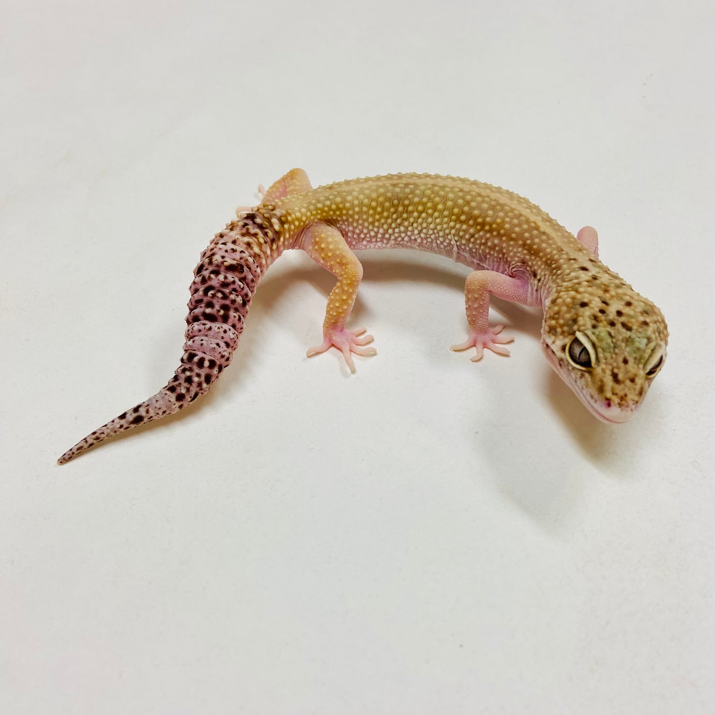 Super Hypo Mack Snow Eclipse W/Y Leopard Gecko Female G-G10-62020-1