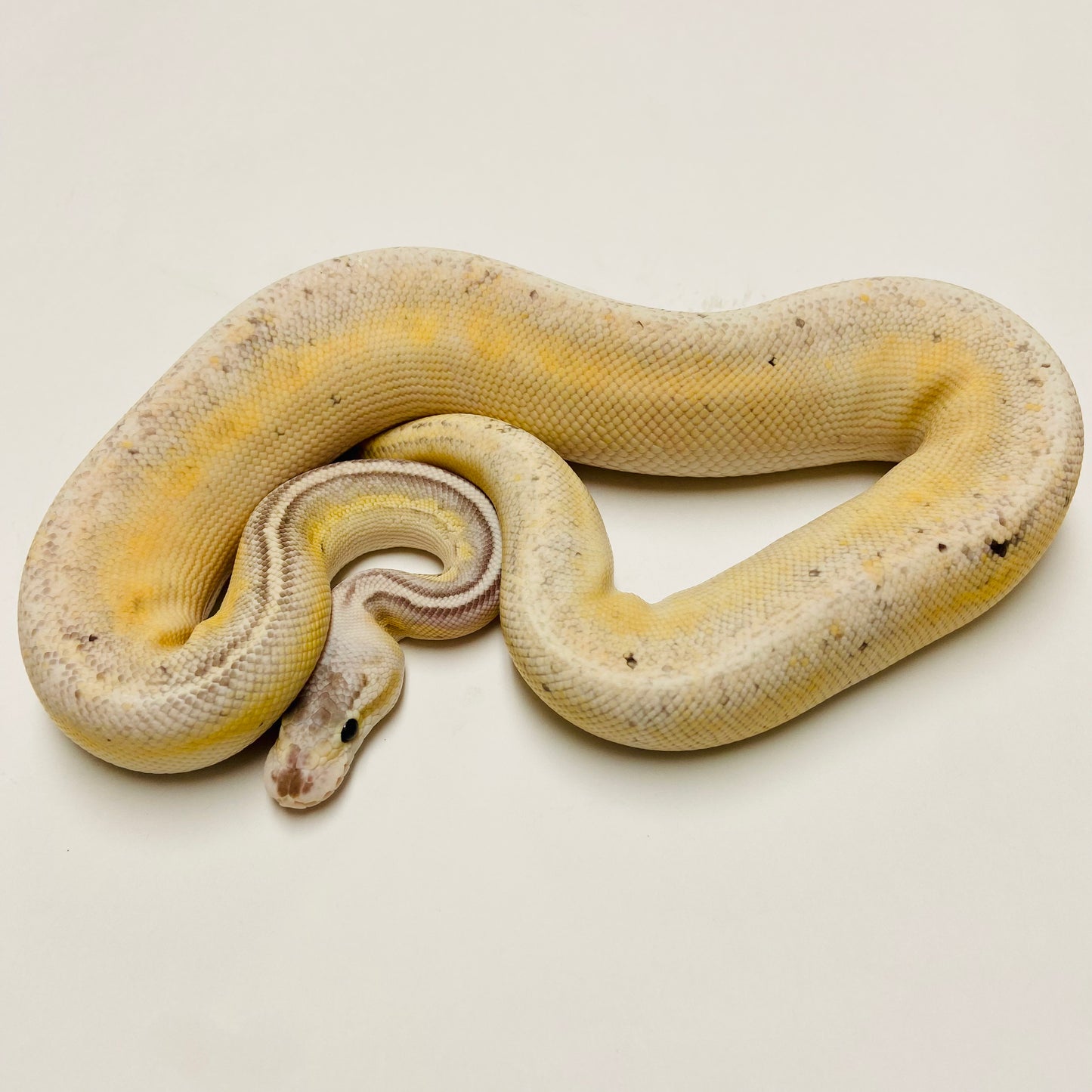 Sterling Lesser Enchi Bongo Het Clown Ball Python- Male #2022M01