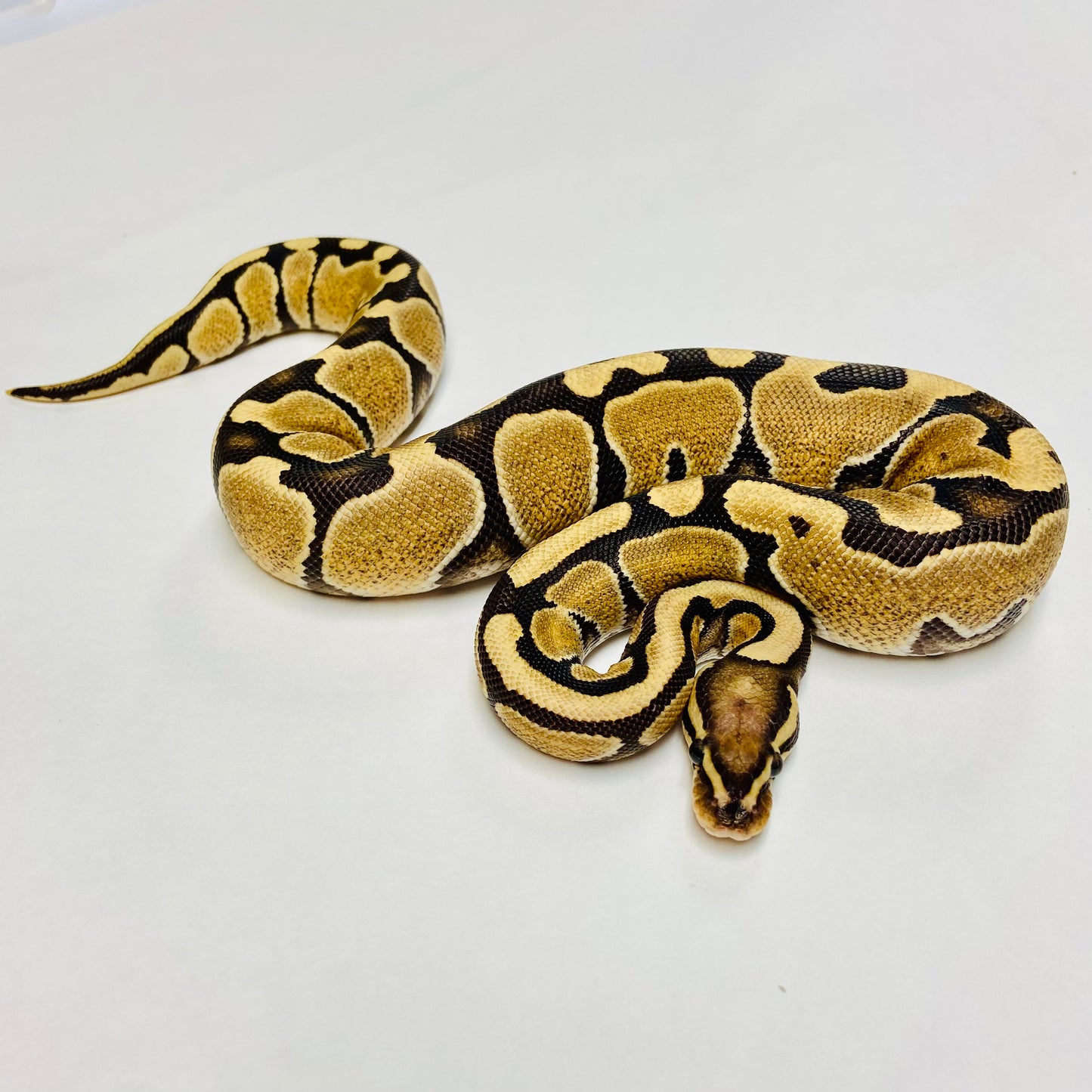 Flame / Vanilla Ball Python- Female #2023F01
