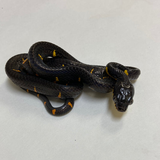 Mangrove Snake- 2023 Male #82023-M05