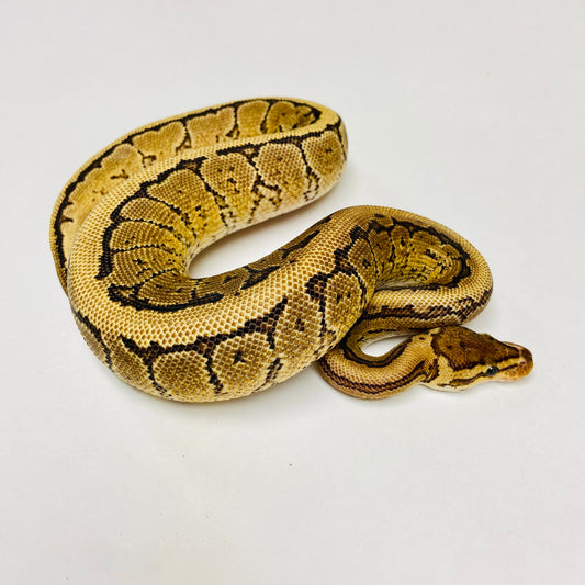 Pinstripe Yellowbelly Ball Python- Male #2023M02