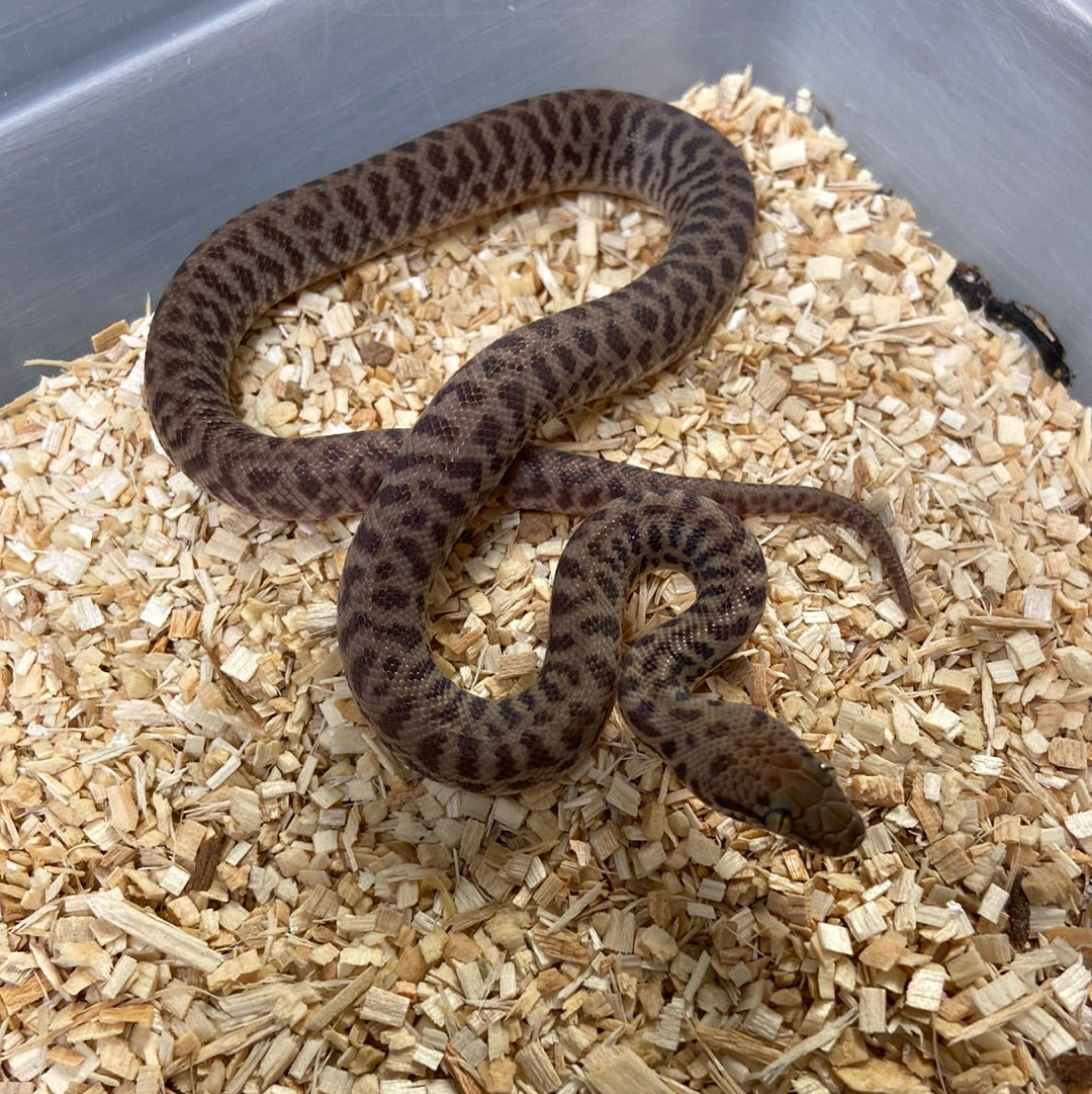 Childrens Python 2023 Male M02