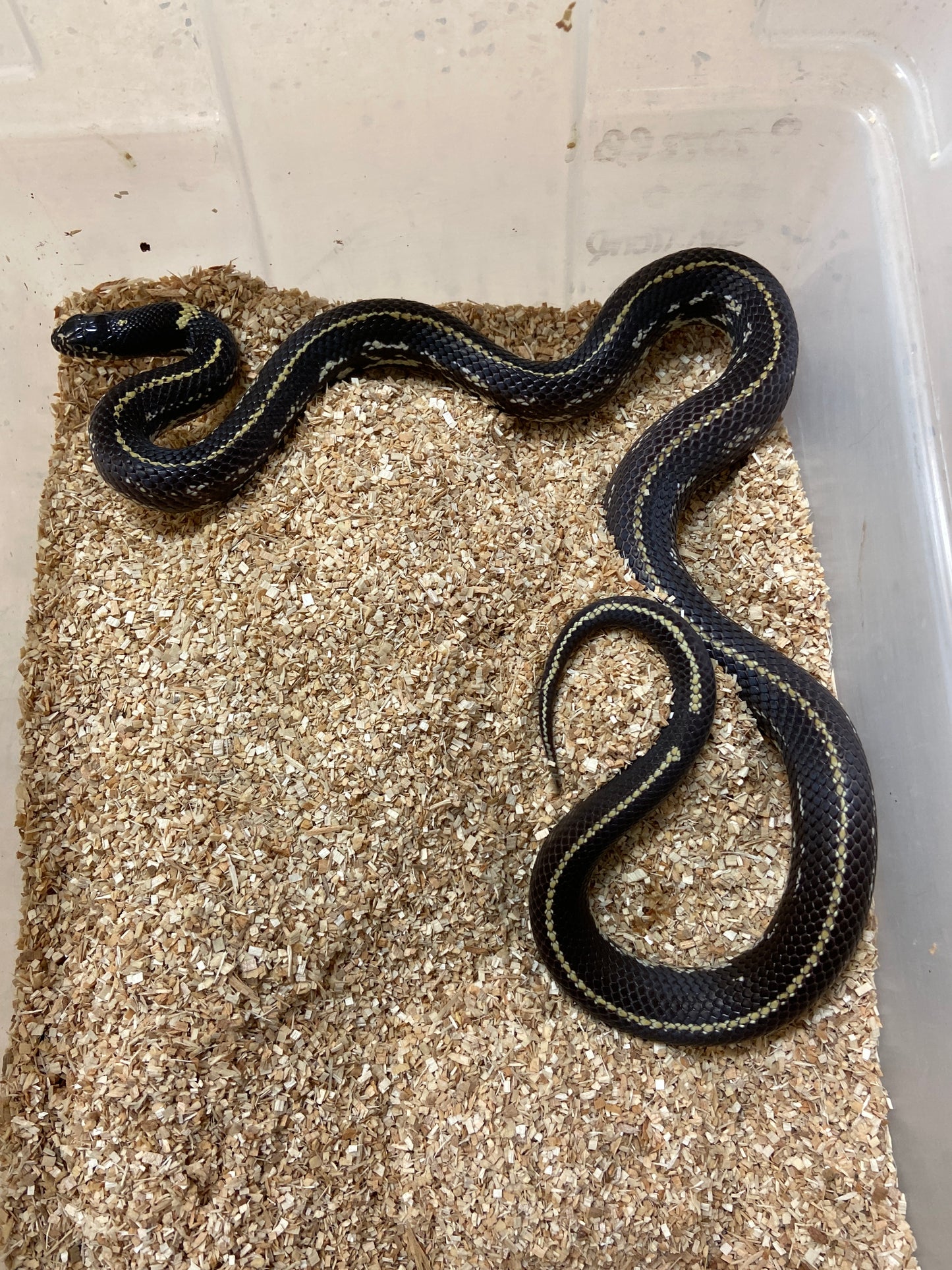Het Lavender Snow California Kingsnake 2022 Male M02