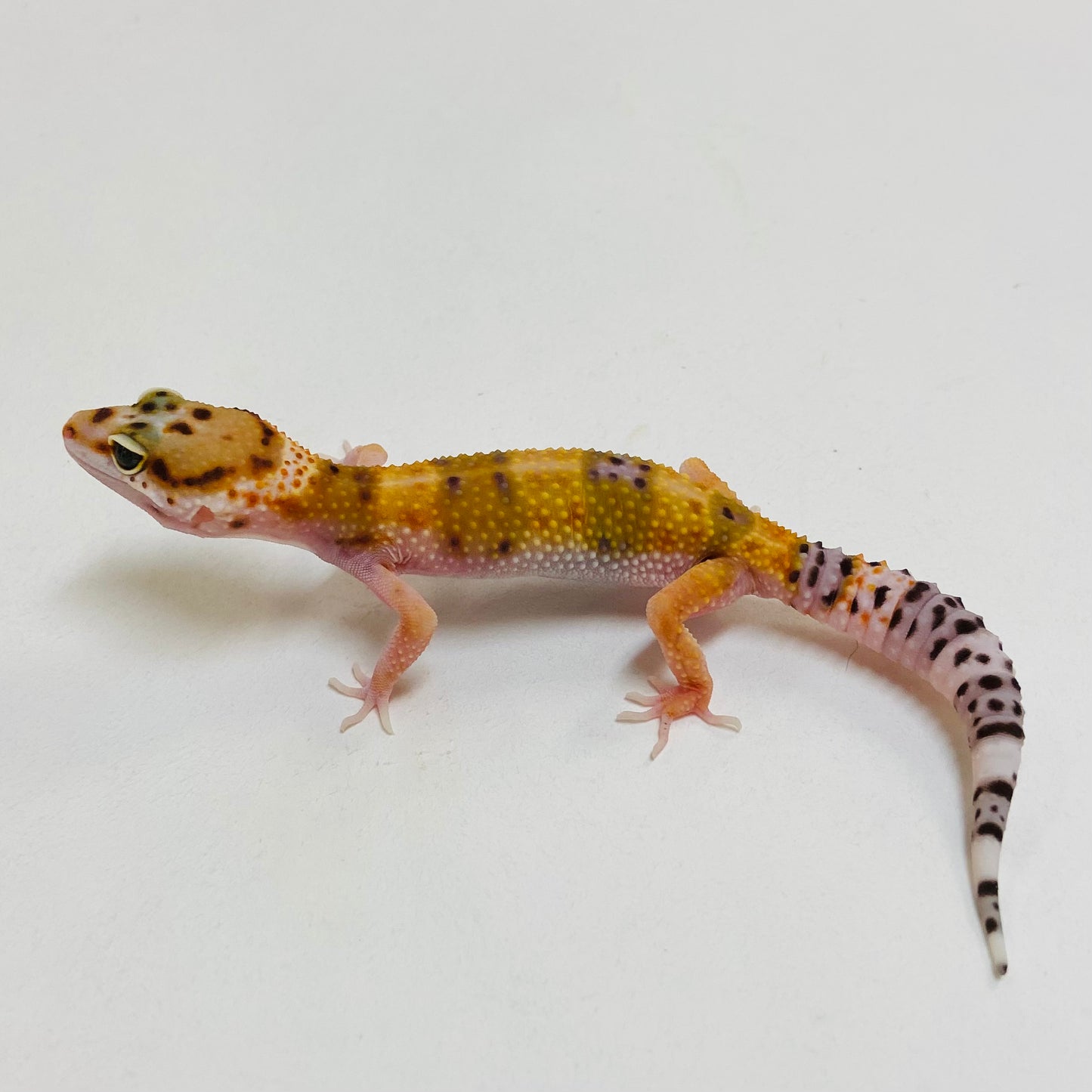 Citrine Het Tremper Leopard Gecko- Pos Female #D-C9-60723-2