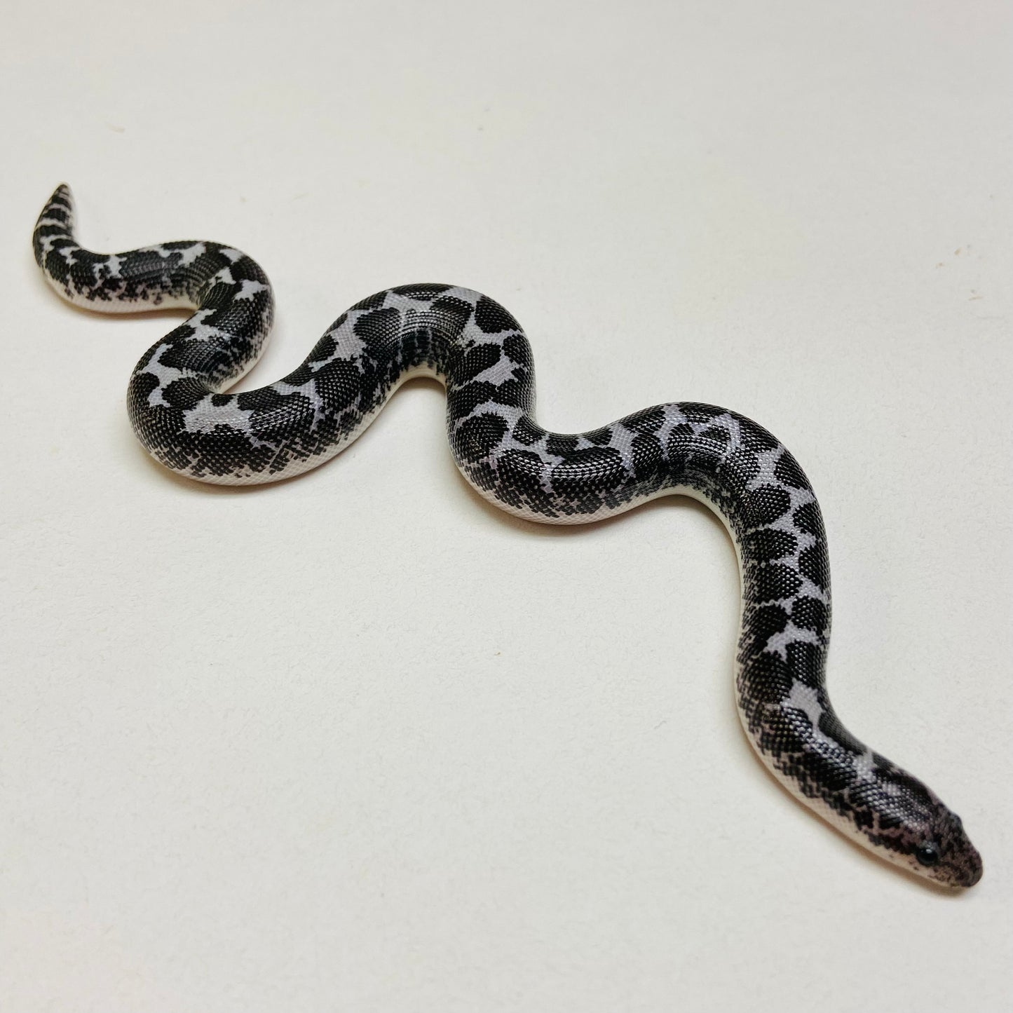 Anerythristic Kenyan Sand Boa 2023 Male M01