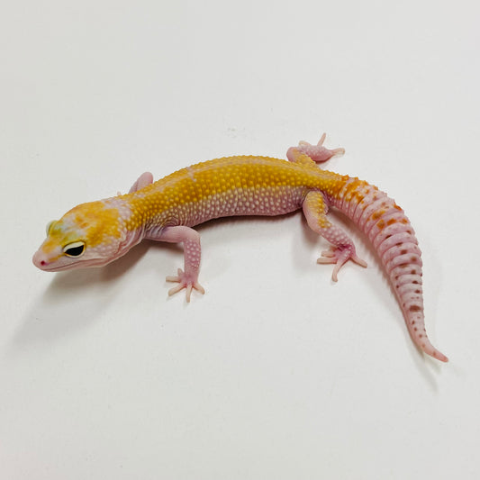 Raptor W/Y Leopard Gecko Female F-B7-81924-1