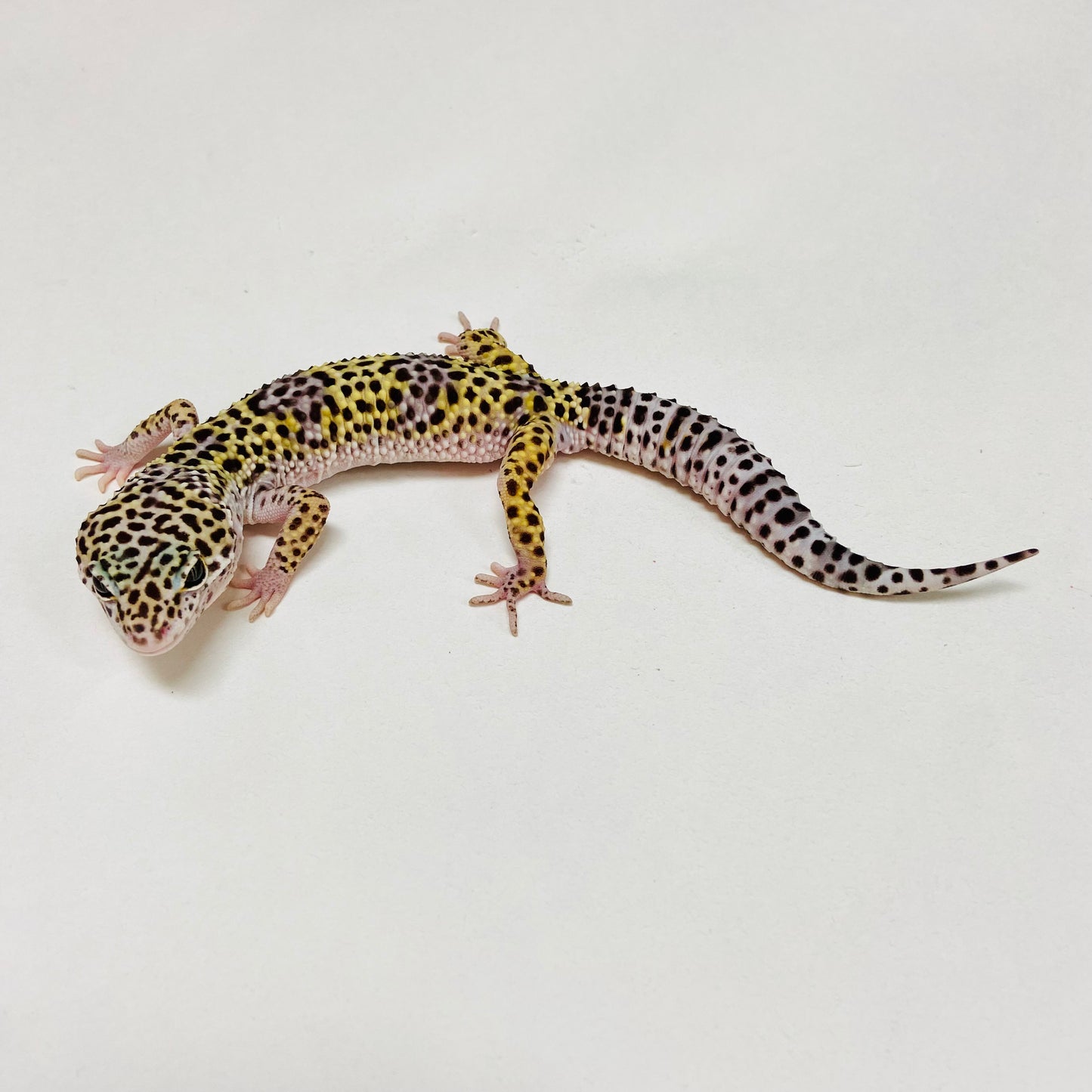 Mack Snow Leopard Gecko Male B-B2-90324-1