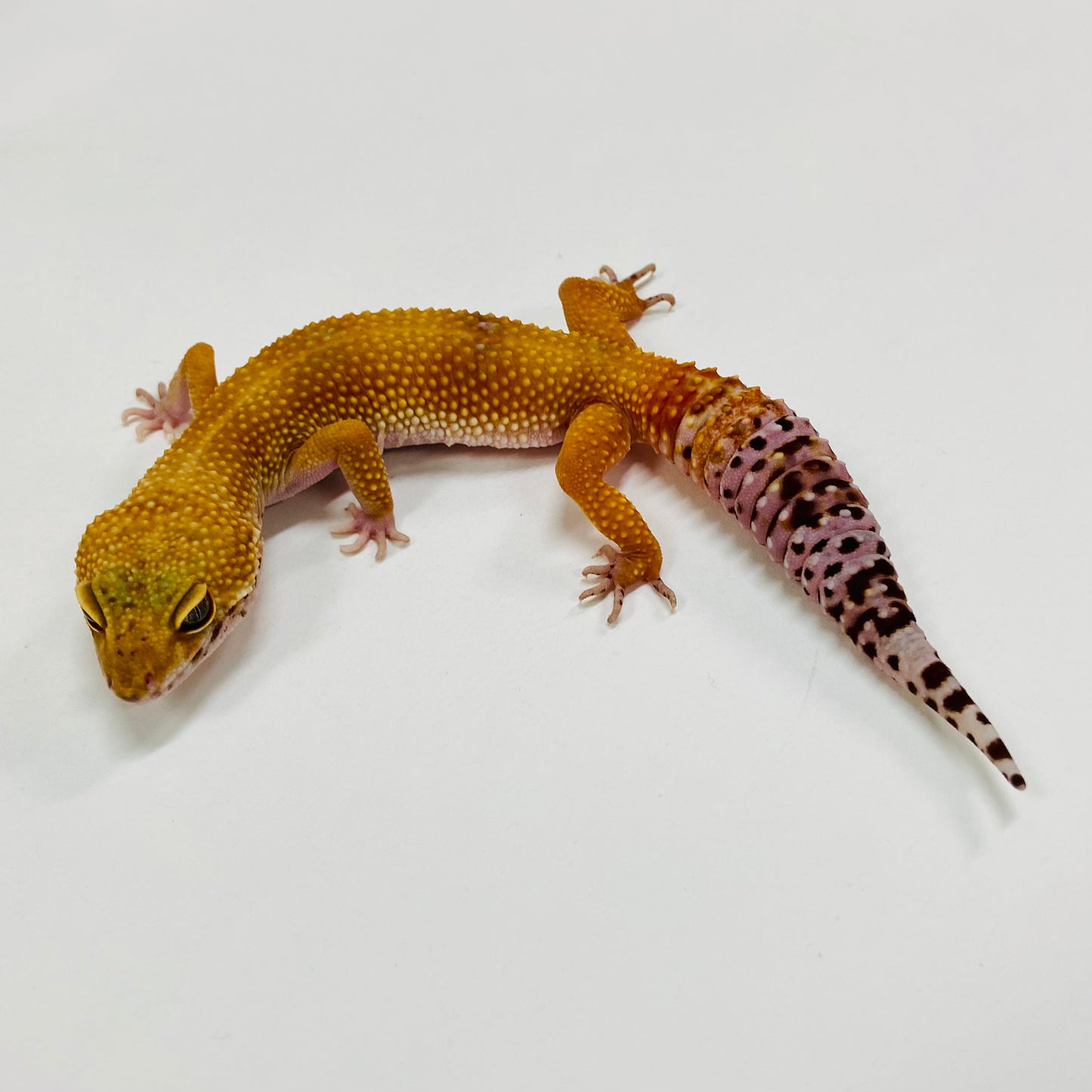 Hypo Tangerine Leopard Gecko Female H-F4-61421-1