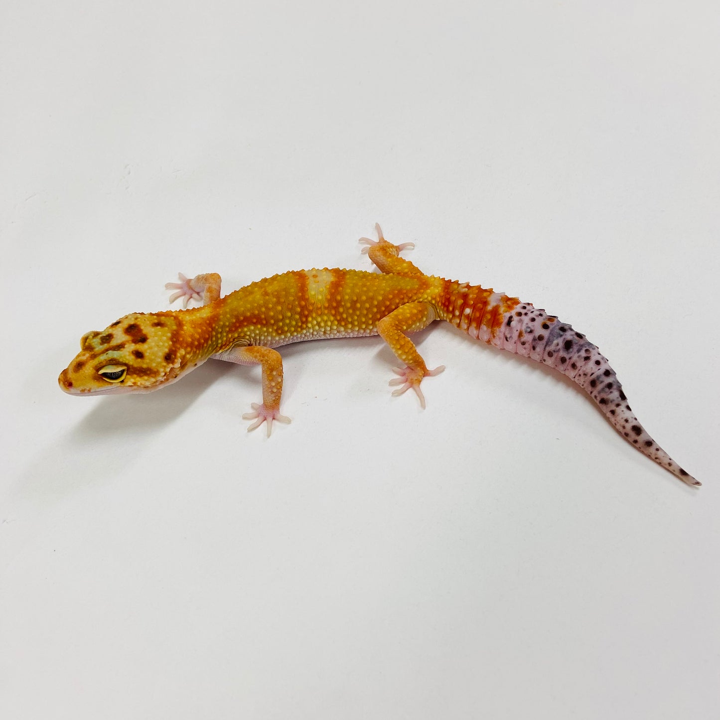 Citrine Carrot Tail Leopard Gecko Female H-C9-90523-1