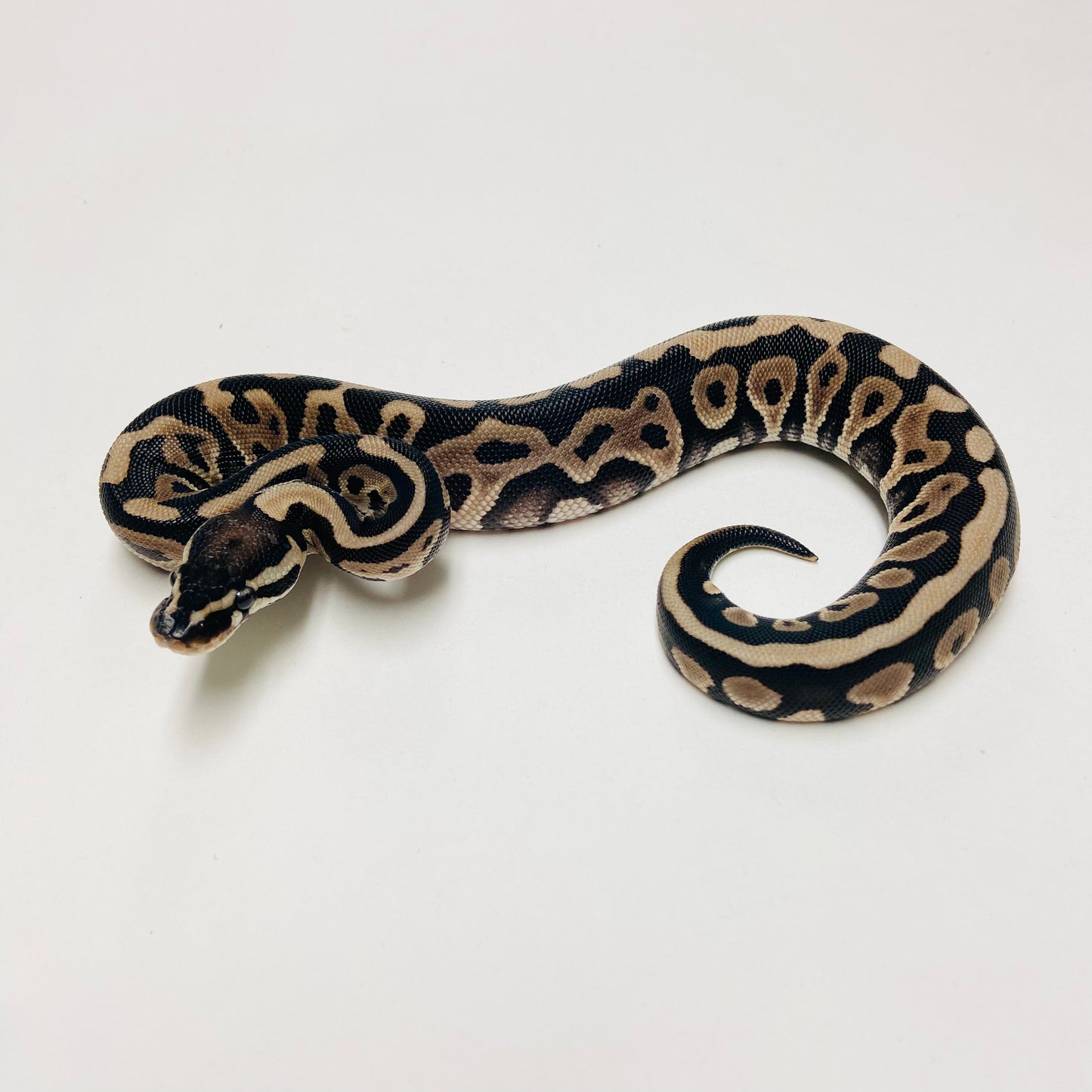 Lori Leopard Ball Python Female 2025F01