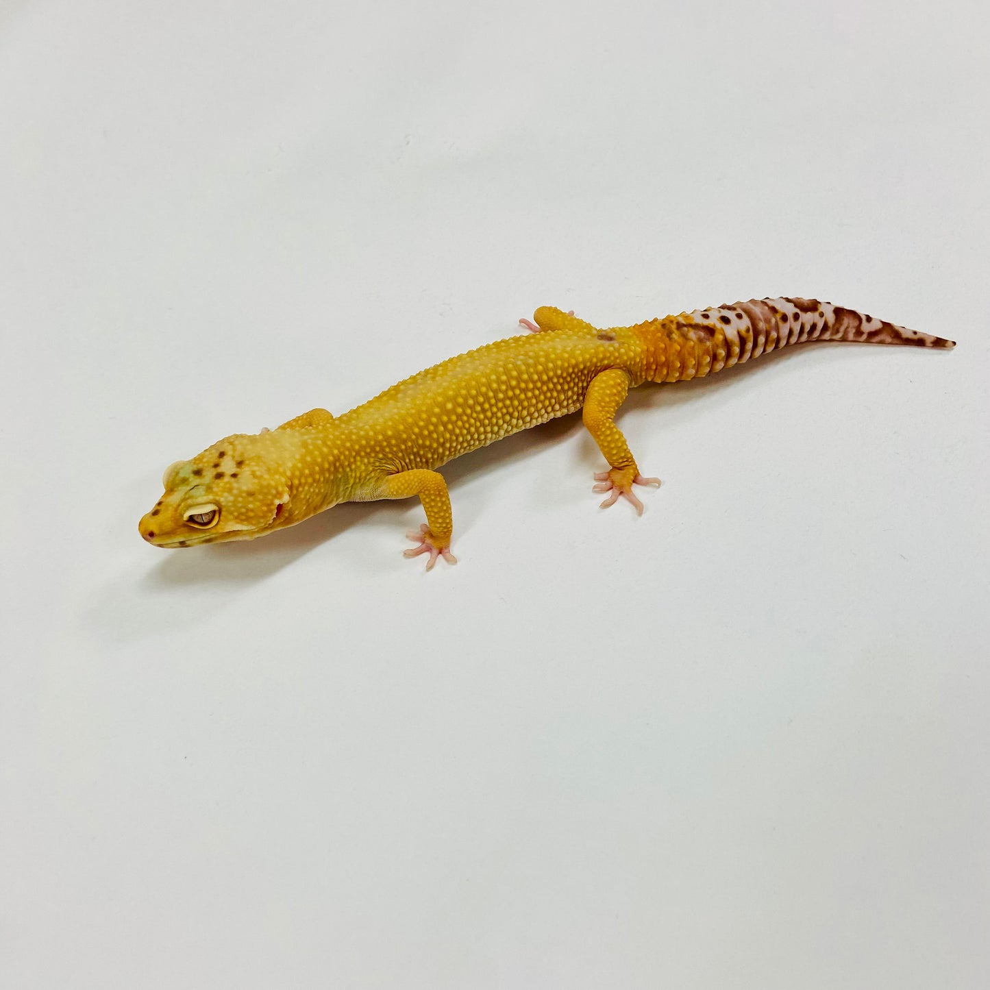 Sunglow Albino Bell Leopard Gecko Male H-A2-62322-1