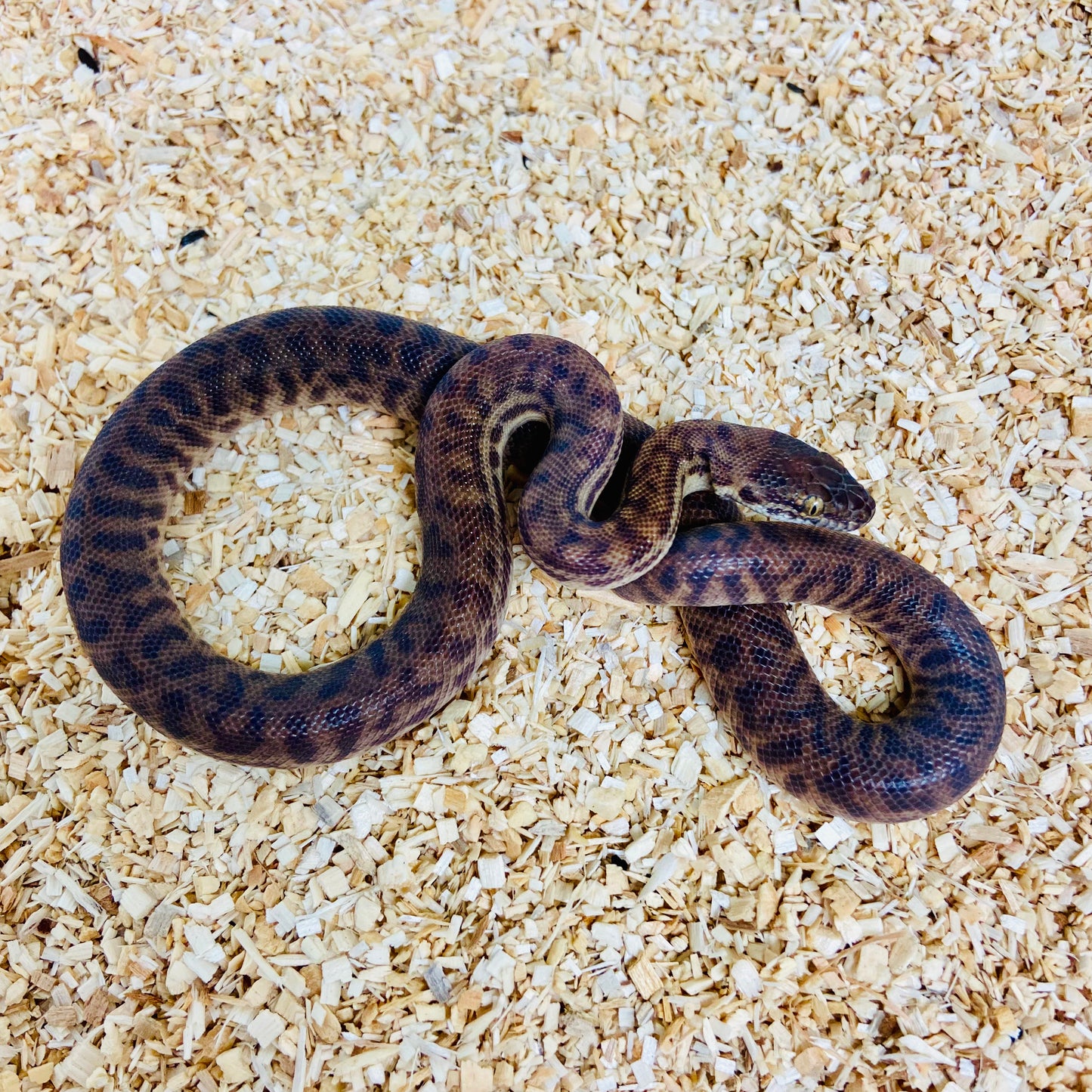 Stimsons Python Female 2024F03