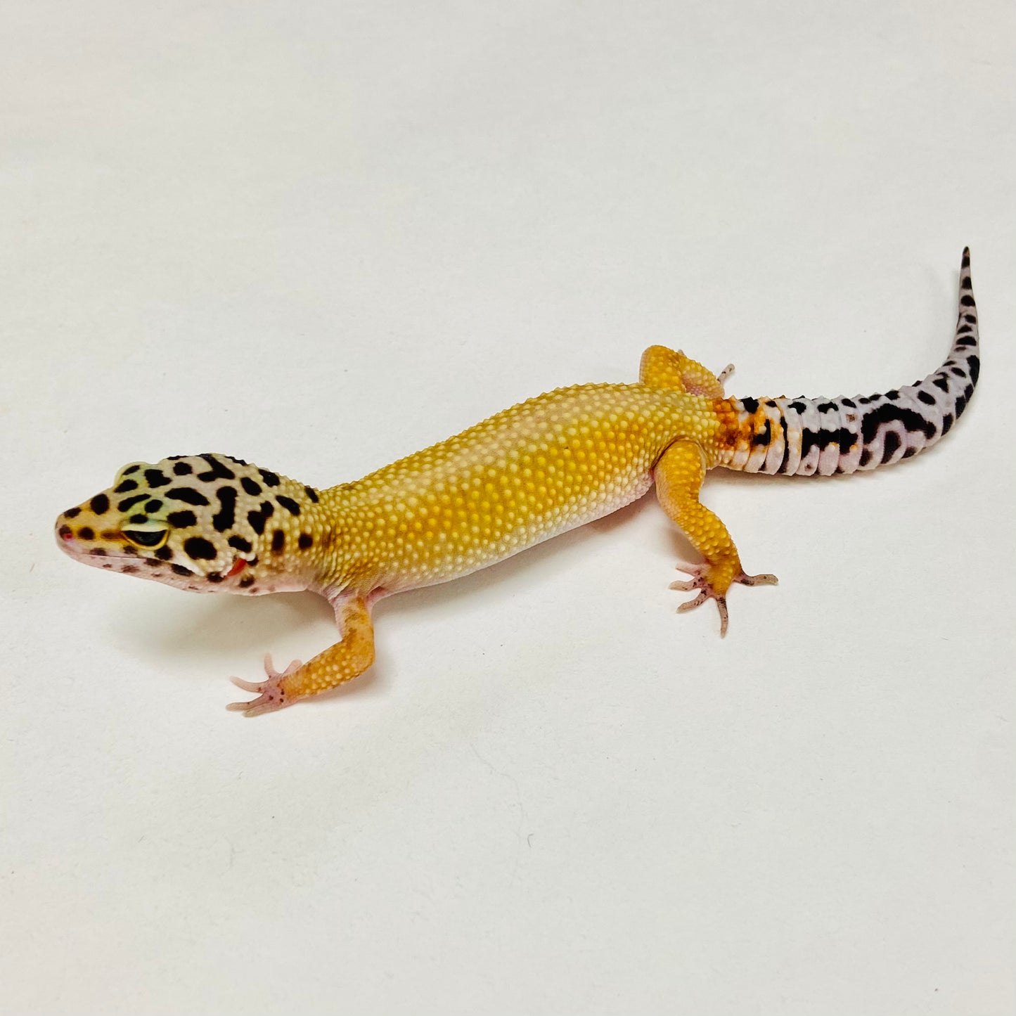 Super Hypo Tangerine Leopard Gecko Female A-B7-122124-1