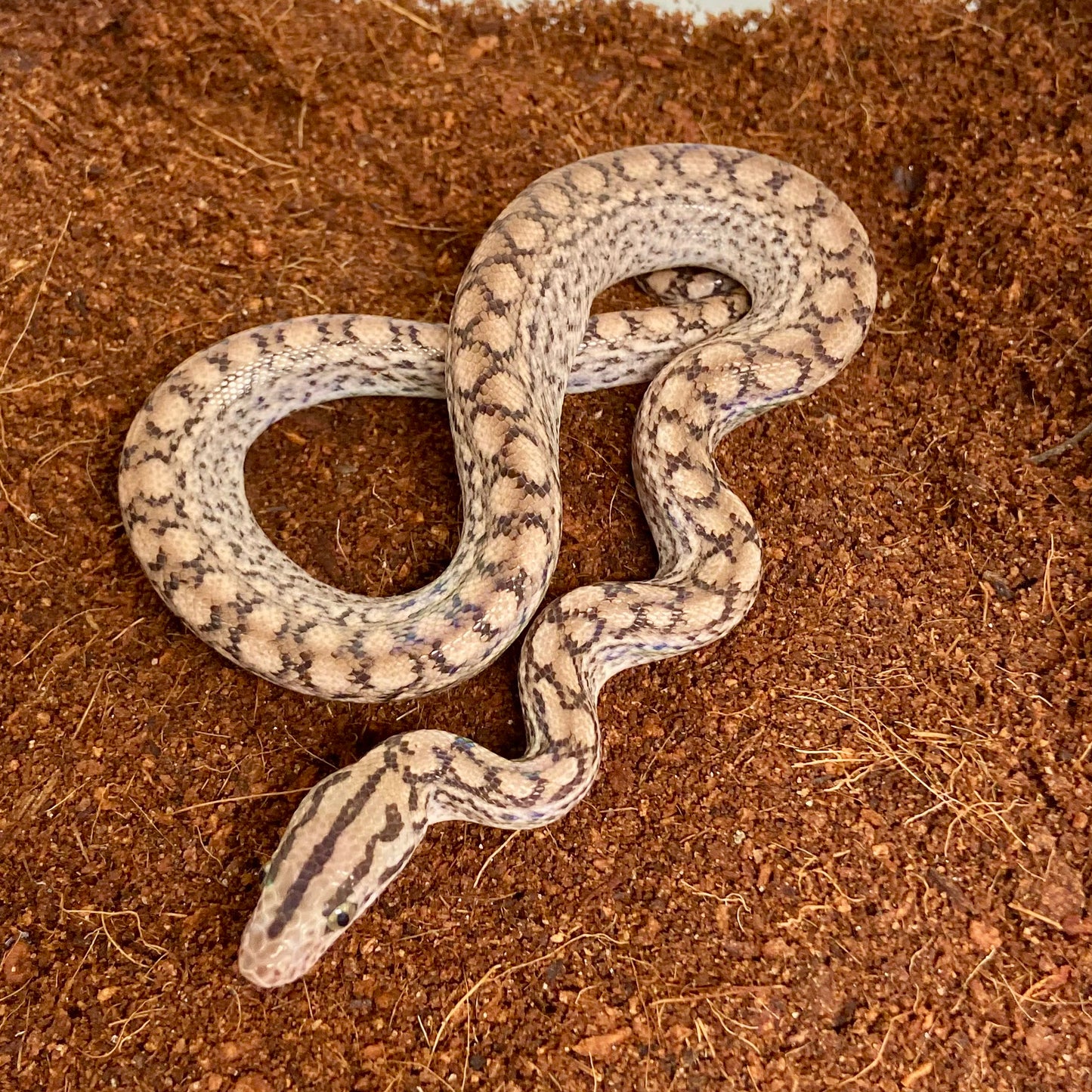 Colombian Rainbow Boa 2025 Male M07