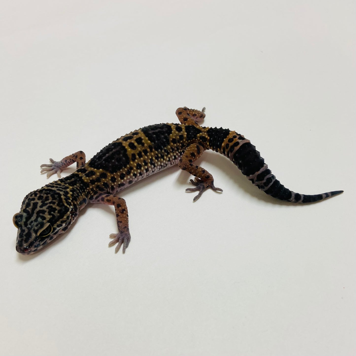 Dark Mack Snow Leopard Gecko 2025-025
