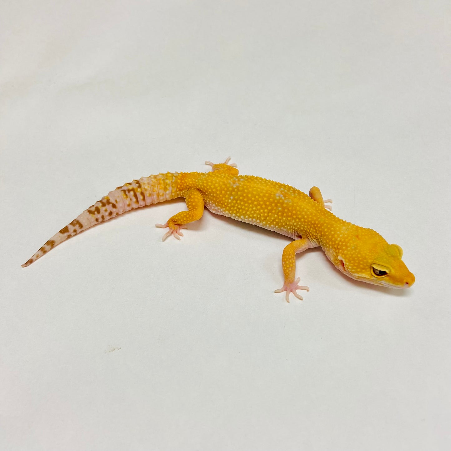 Raptor Leopard Gecko Female B-I9-81120-1
