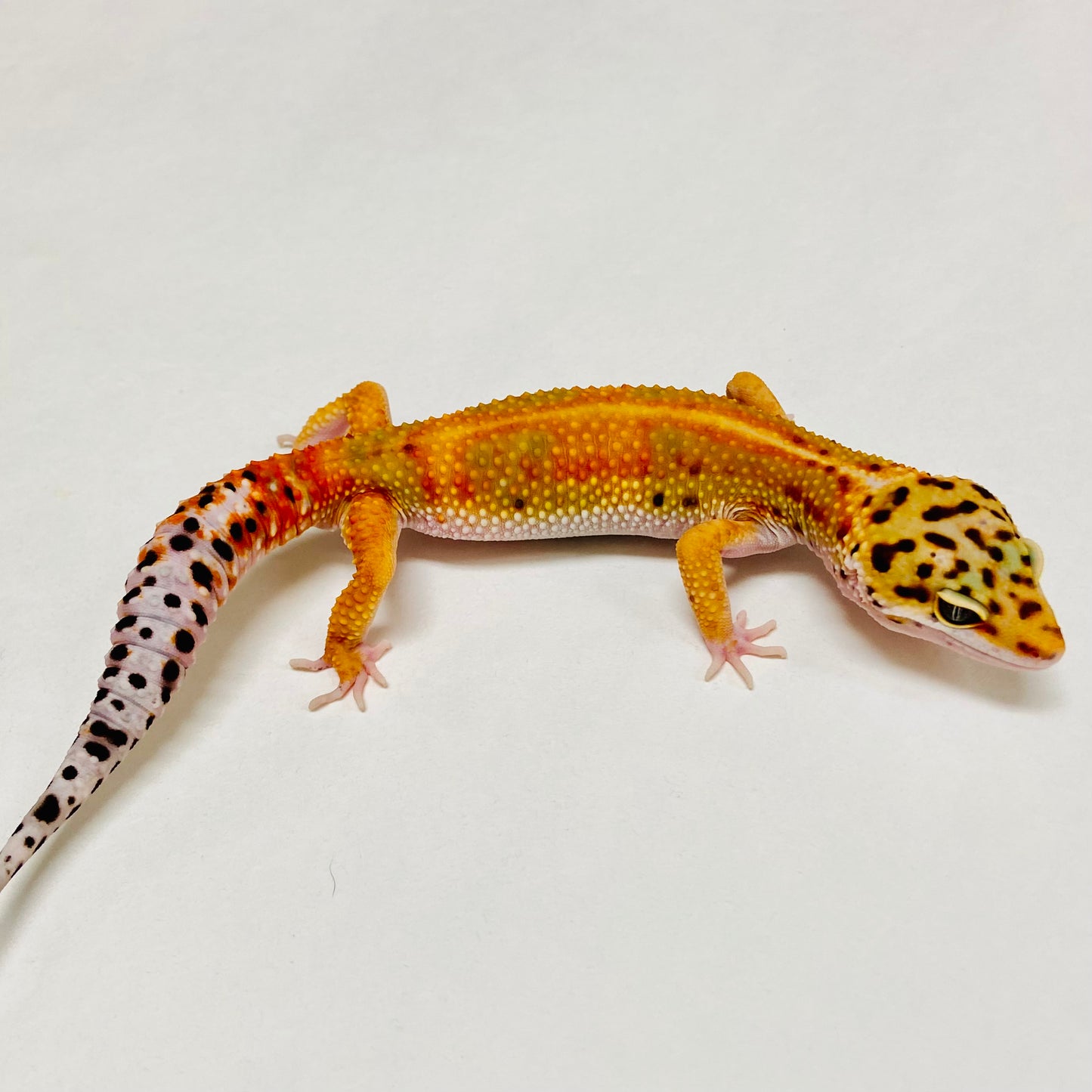 Hypo Tangerine W/Y Leopard Gecko Male A-A5-80524-1
