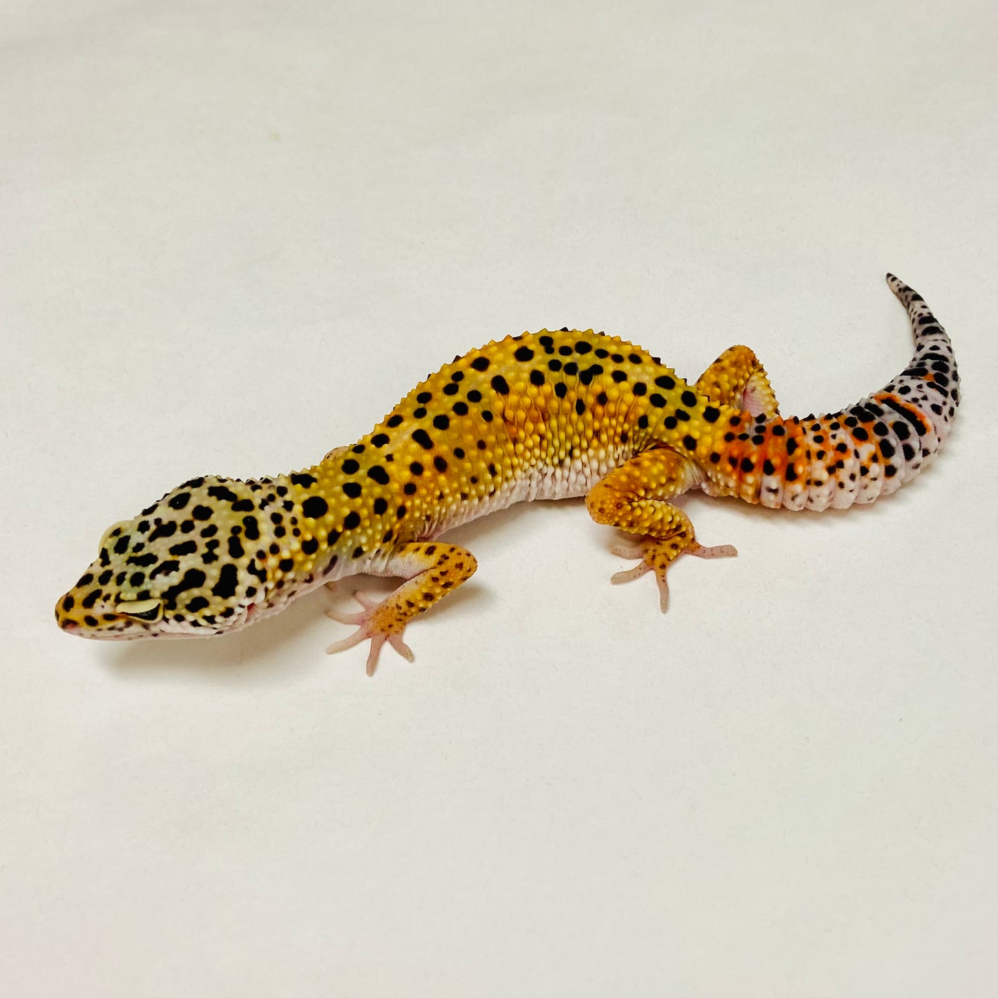 Tangerine Leopard Gecko Male A-A11-101524-1