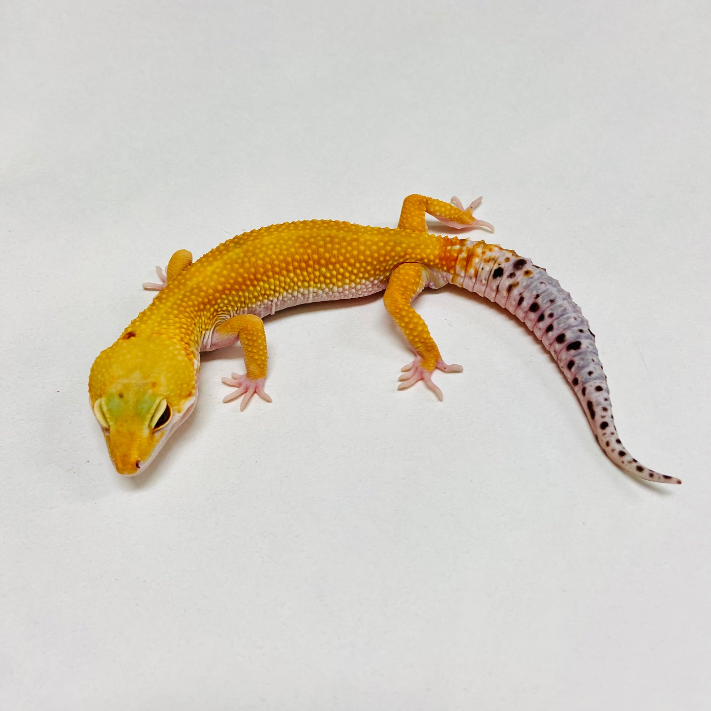 Super Hypo Tangerine W/Y Leopard Gecko Male B-B7-90324-1