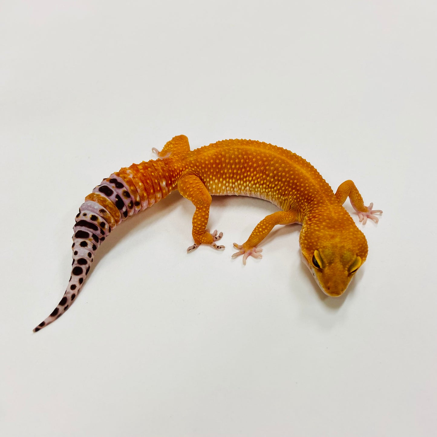 Super Hypo Tangerine Carrot Tail Baldy Leopard Gecko Female H-L2-71021-1