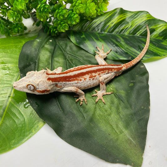 Red/Orange Stripe Gargoyle Gecko 2024 Male EH06