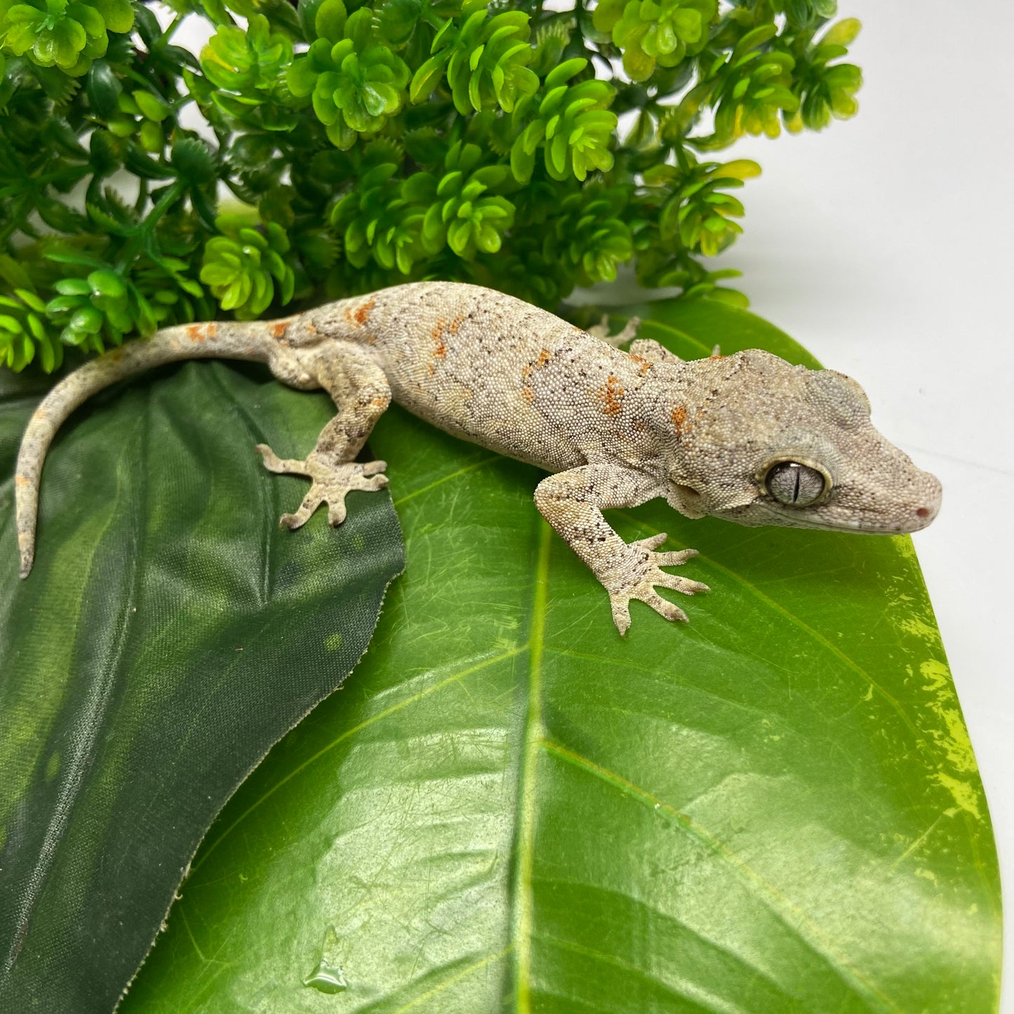 Banded Orange Blotched Reticulated Gargoyle Gecko 2024 Male SL302