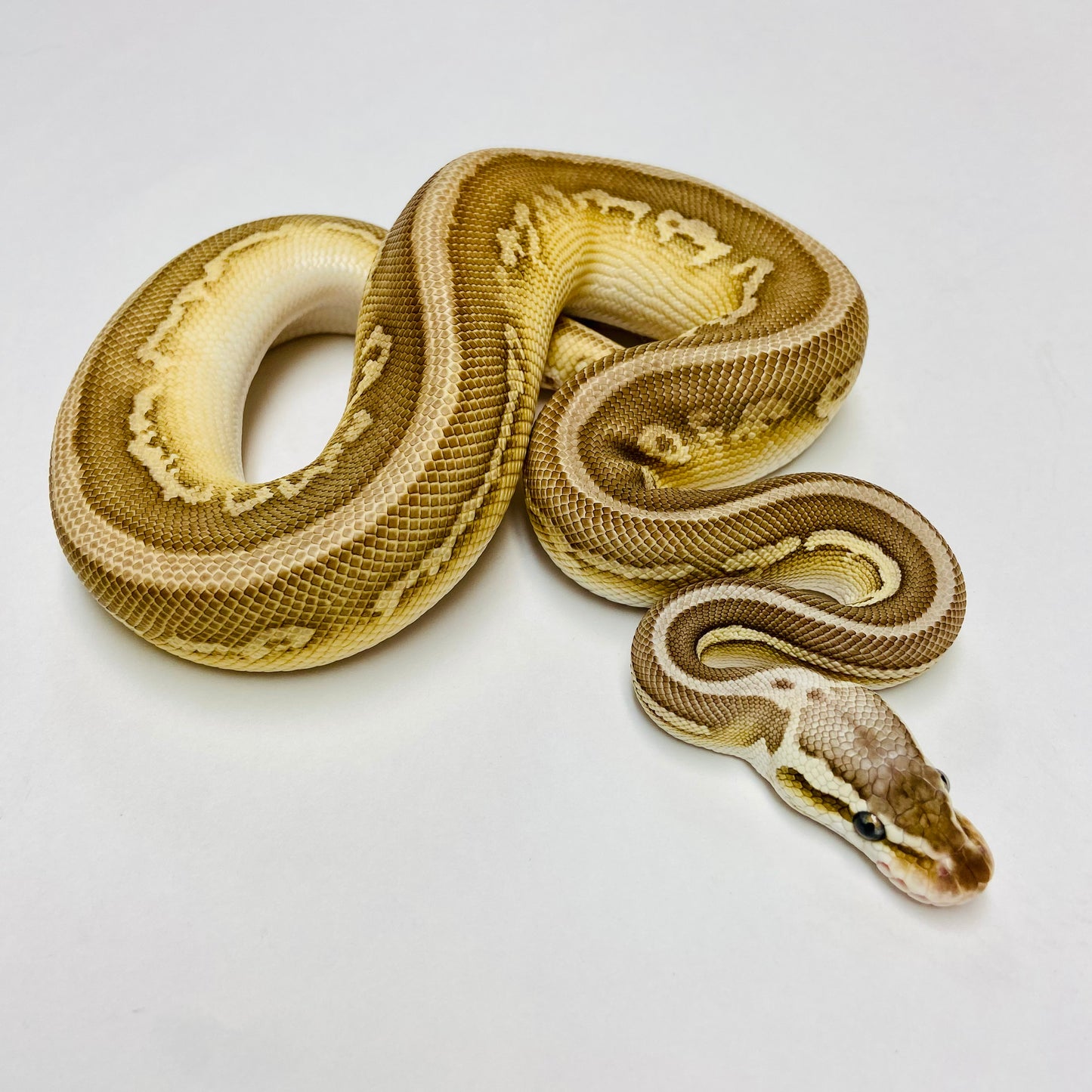 Pastel Cinnamon Leopard Lesser Het Clown Ball Python - Male #2022M01