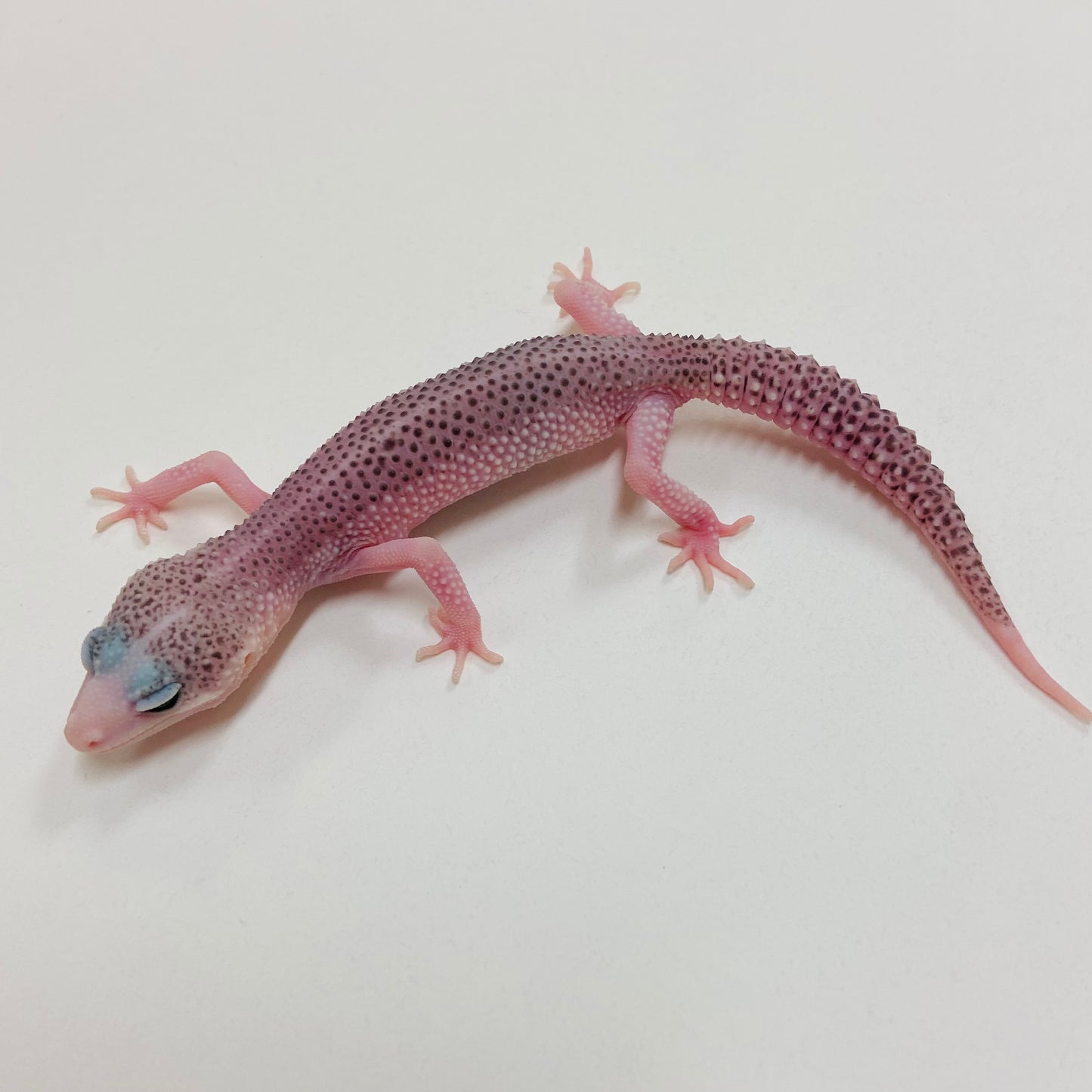 Pied Galaxy Leopard Gecko 2025-058