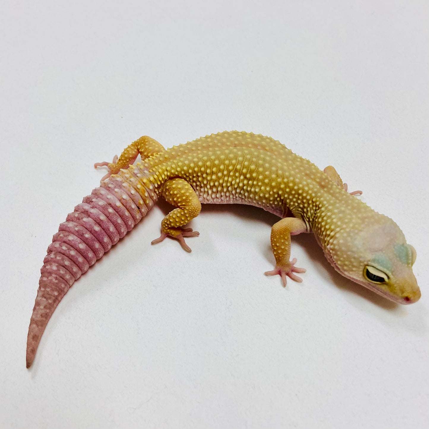 Leopard Gecko Female- Adopt LG06