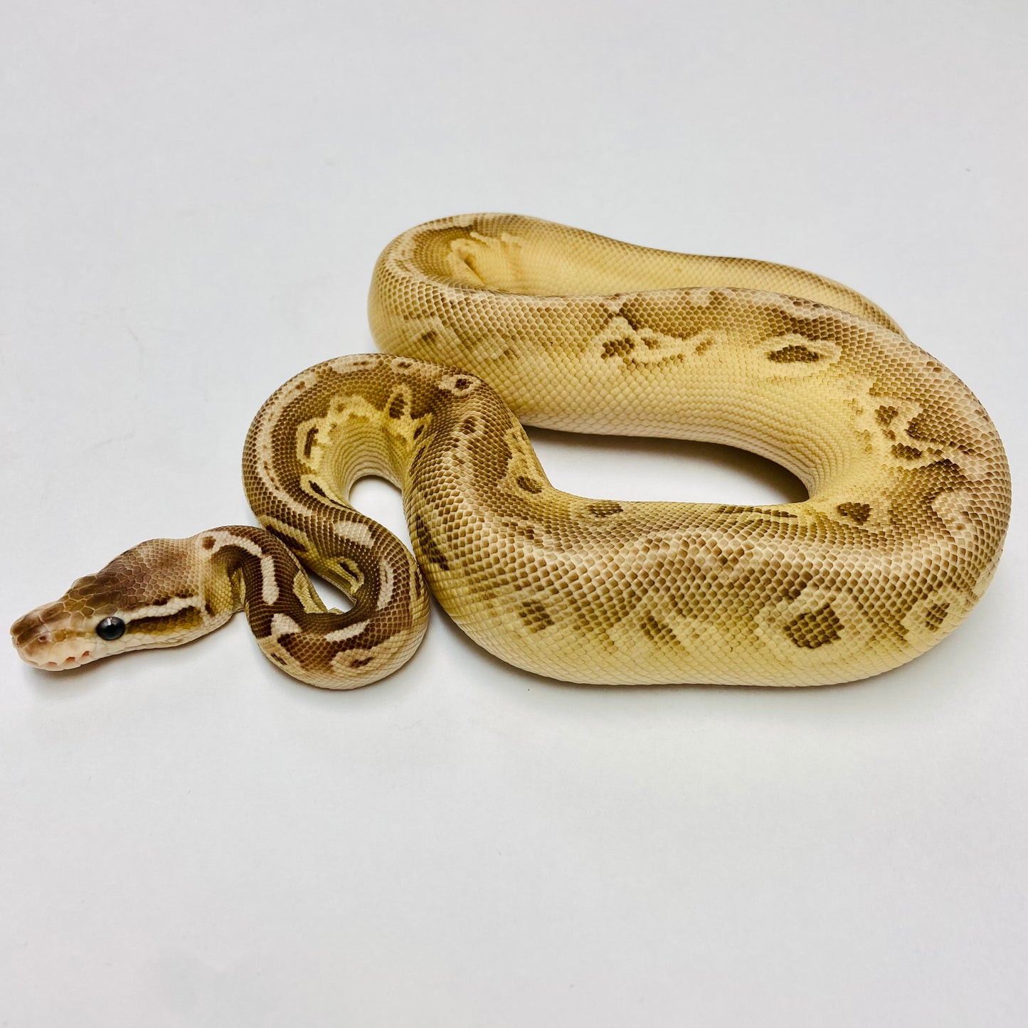 Silver Streak Het Clown Ball Python - Female #2022F01