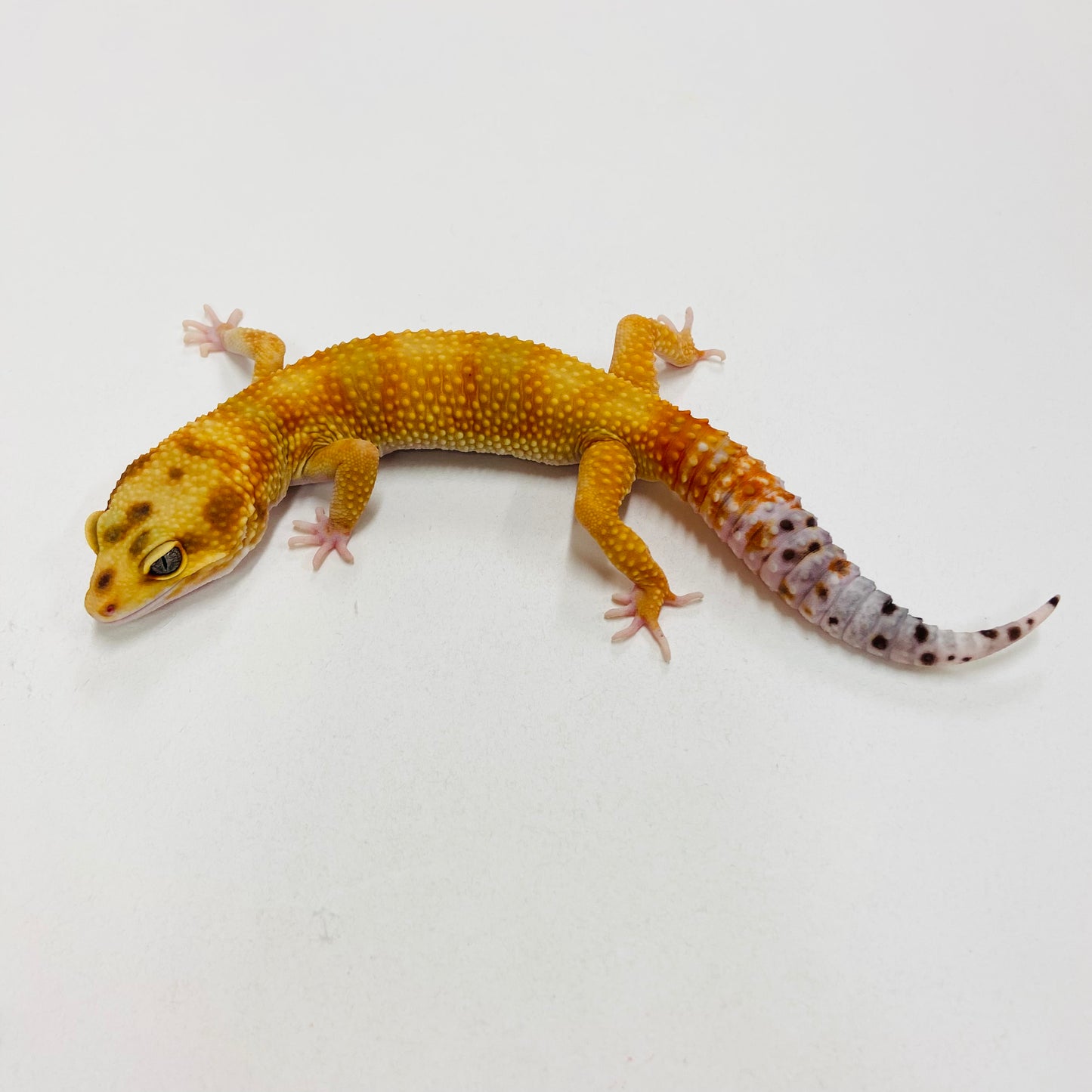 Citrine Carrot Tail Leopard Gecko Male H-C9-90123-1