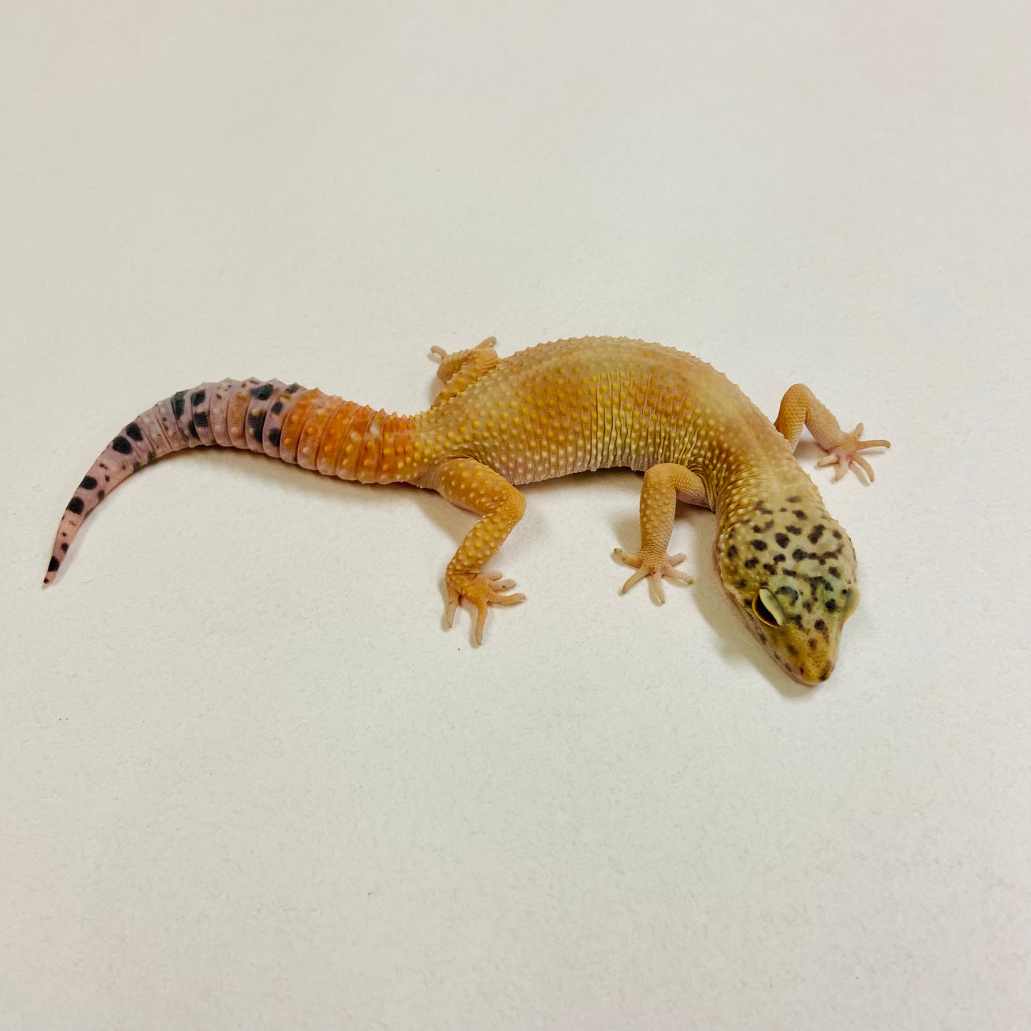 Super Hypo Tangerine Carrot Tail Leopard Gecko Female 2025-192
