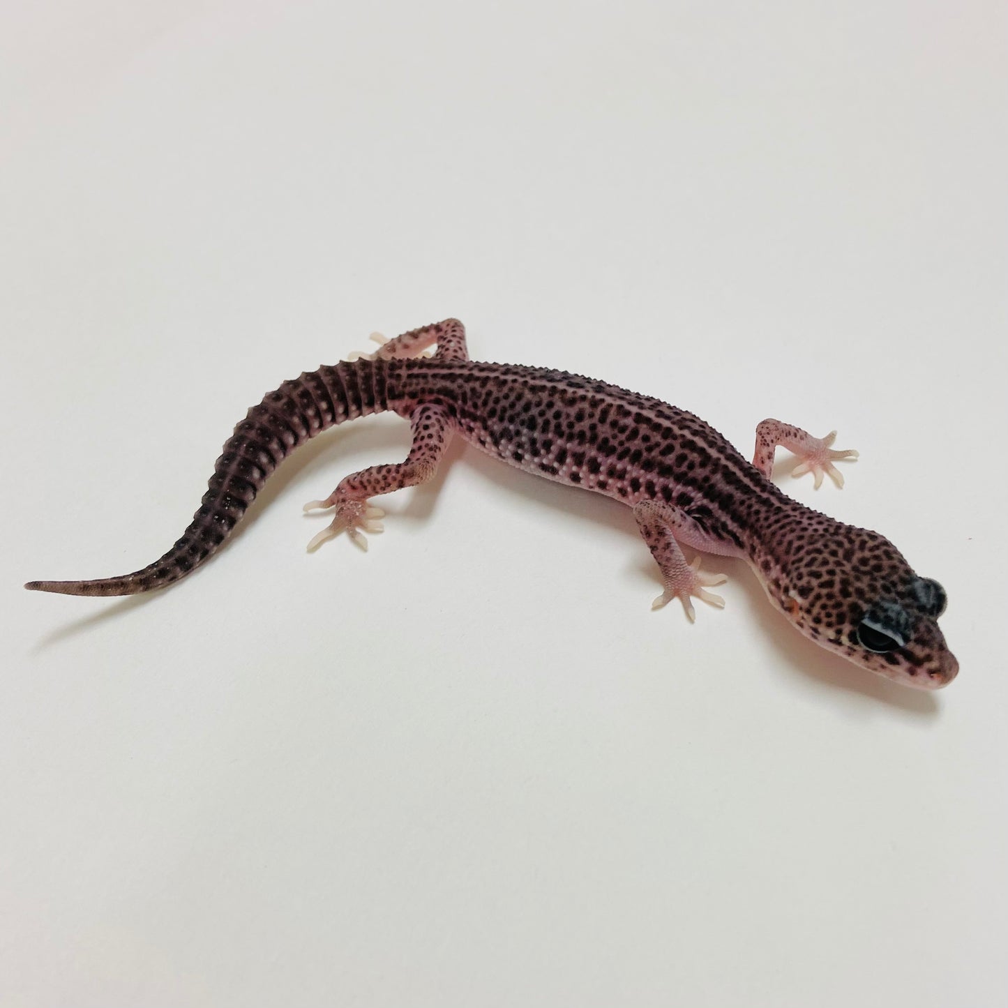 Dark Super Snow Eclipse Leopard Gecko Male 2025-034