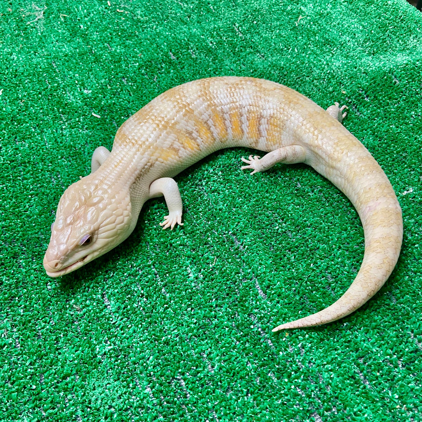 Blue Tongued Skink- Adopt BTS02