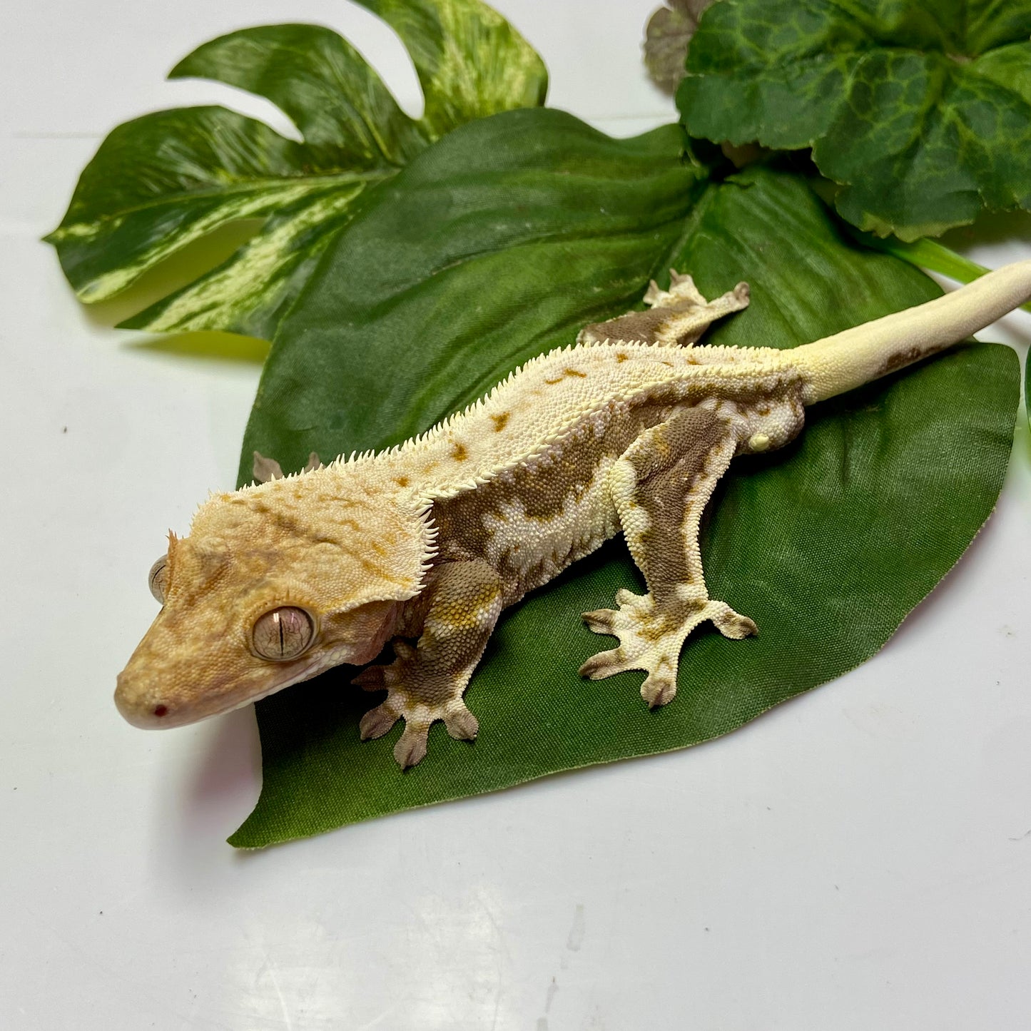 Lilly White Crested Gecko 2023 Male 70623-4