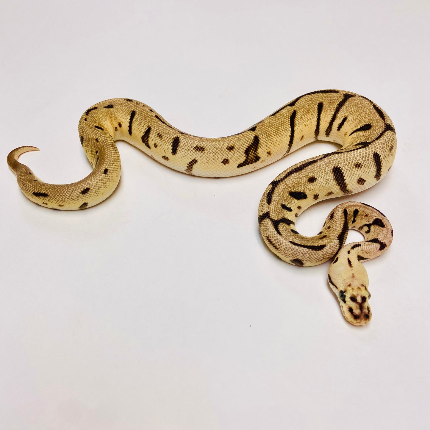 Bumblebee Leopard Het Clown Ball Python - Female #2022F01
