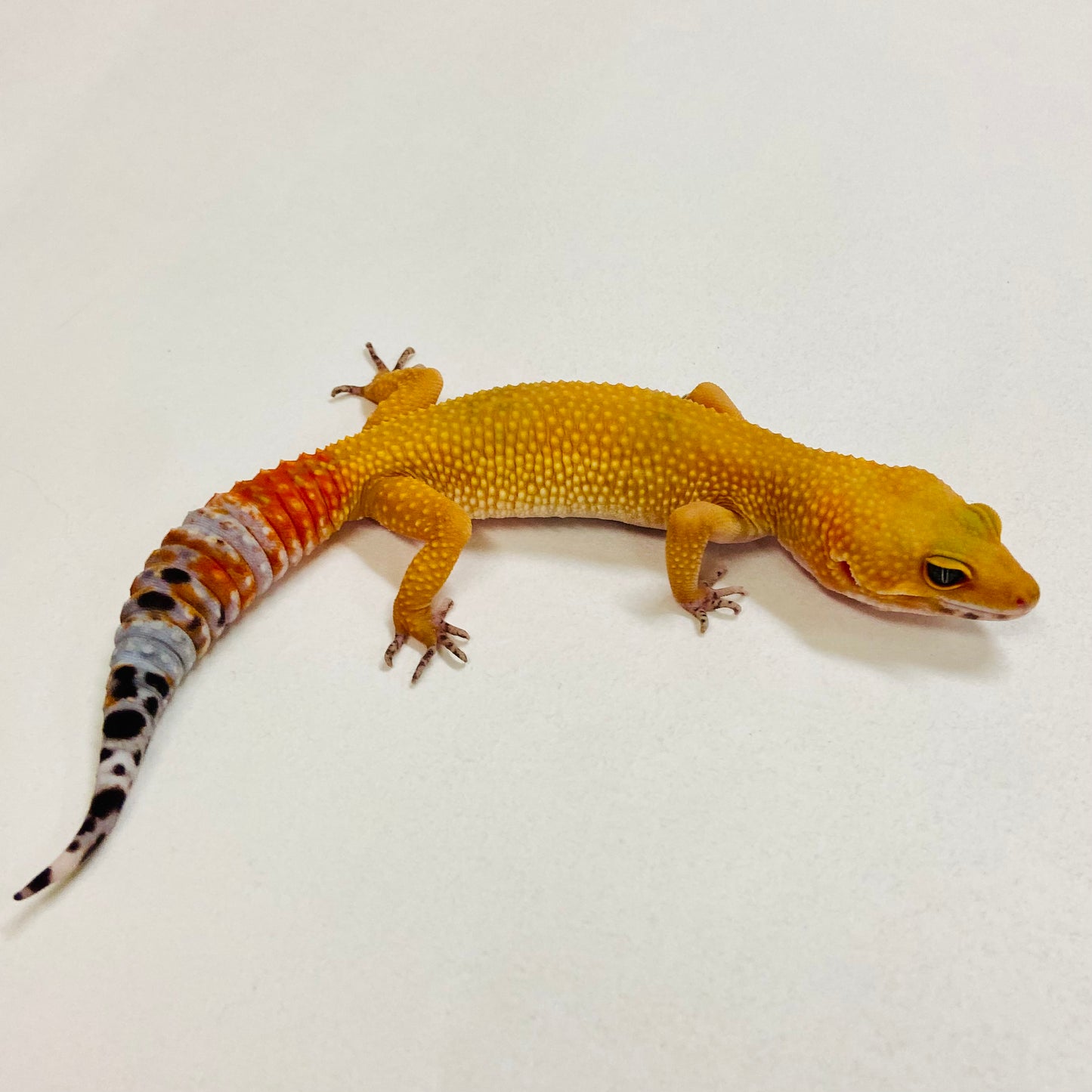 Citrine Leopard Gecko Female 2025-080