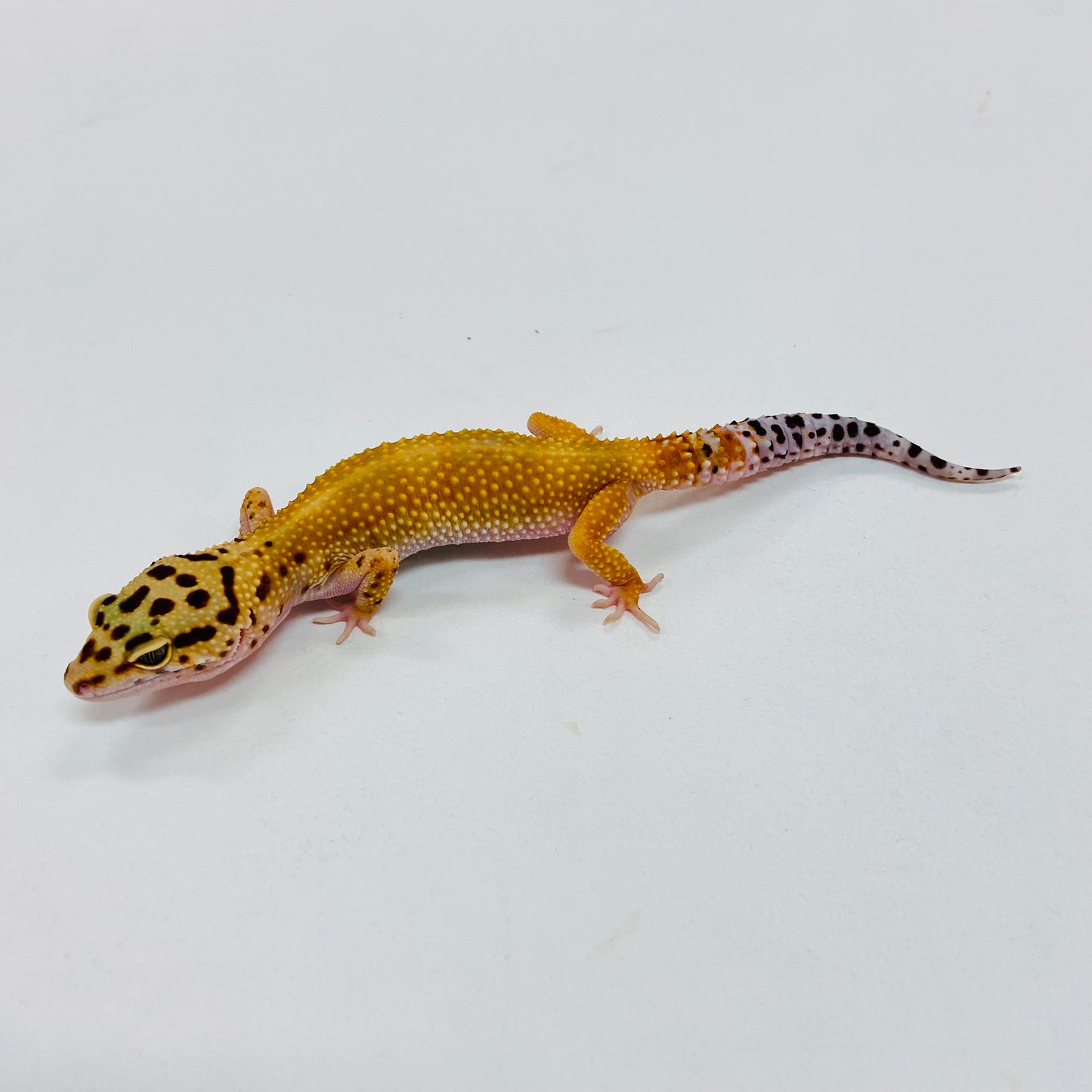 Hypo Tangerine Carrot Tail Leopard Gecko Female I-D1-81122-1