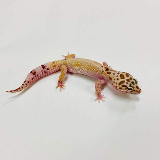 Hypo Mack Snow Tremper W/Y Leopard Gecko Female H-B4-81121-1