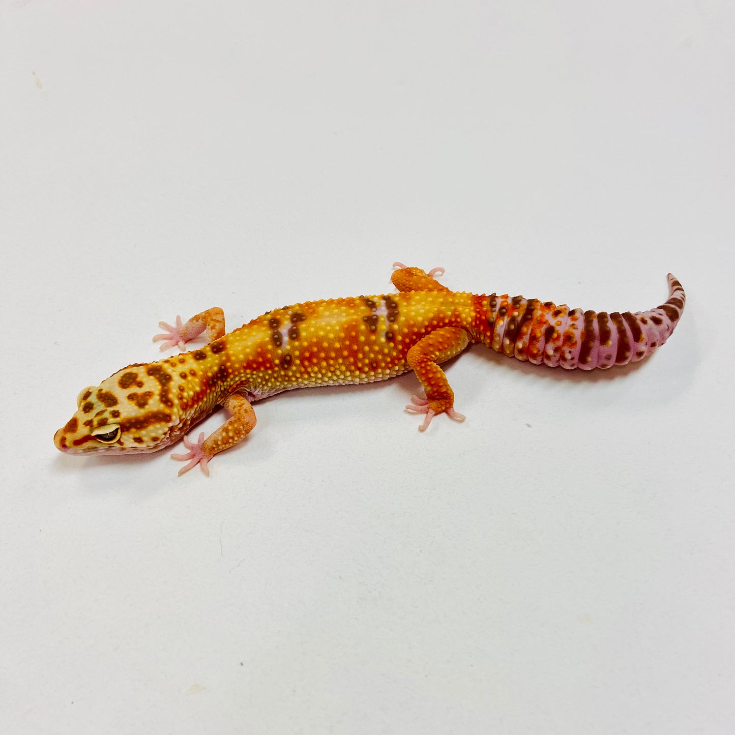 Albino Tremper Tangerine W/Y Leopard Gecko Female I-B6-70123-1