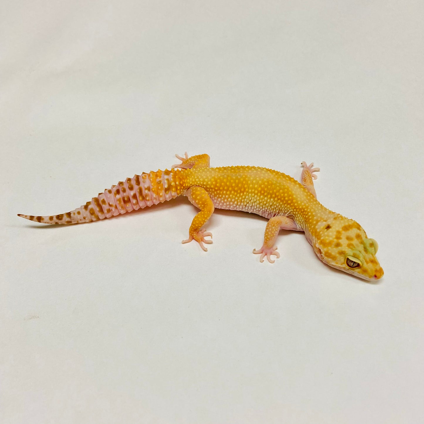 Snow Glow W/Y Leopard Gecko Female B-J4-70720-1