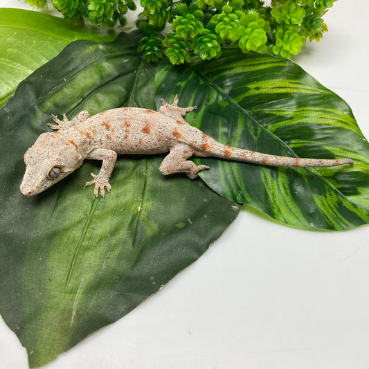 Banded Orange Blotch Reticulated Gargoyle Gecko 2024 Female LS401