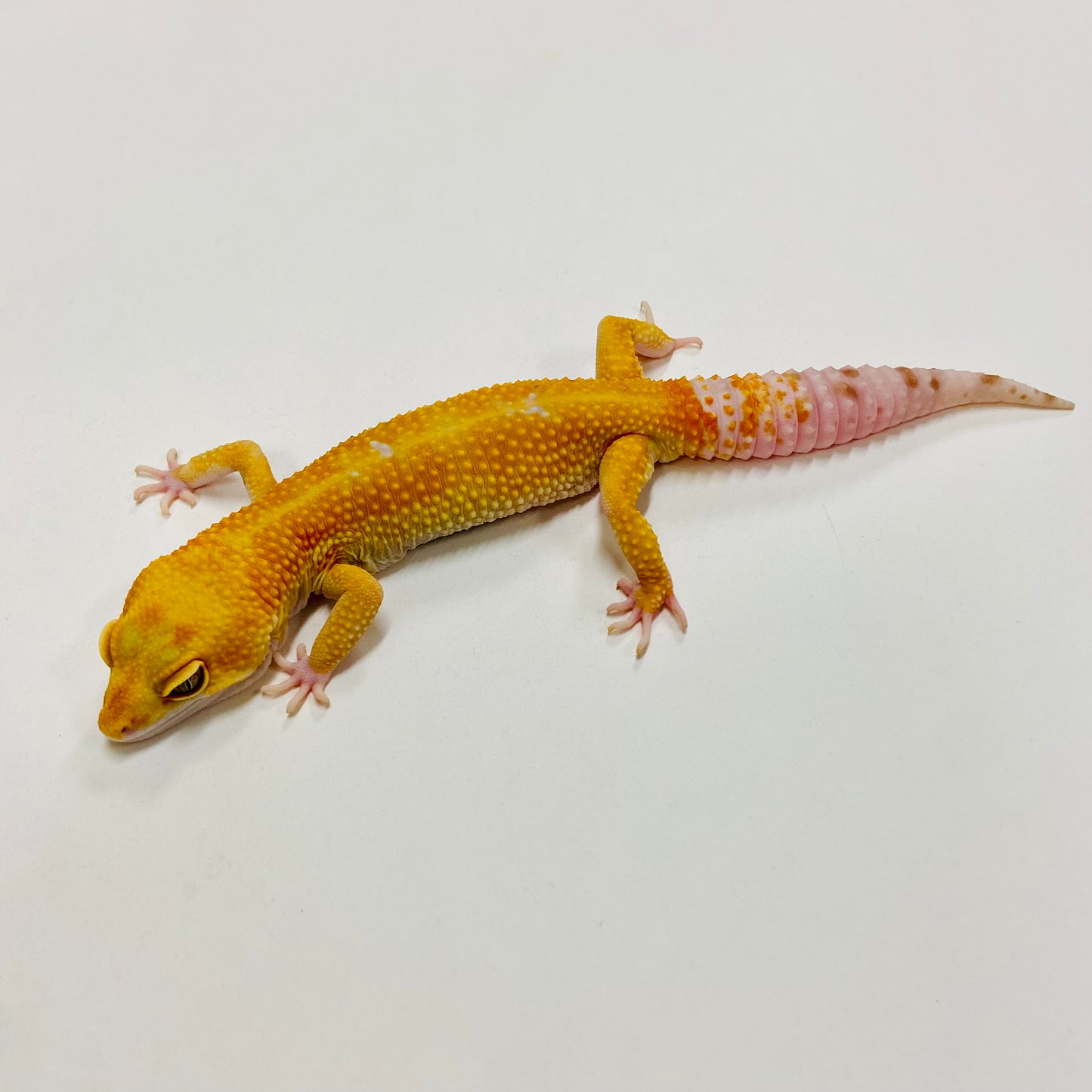 Sunglow Tremper W/Y Leopard Gecko Male H-G6-60821-1