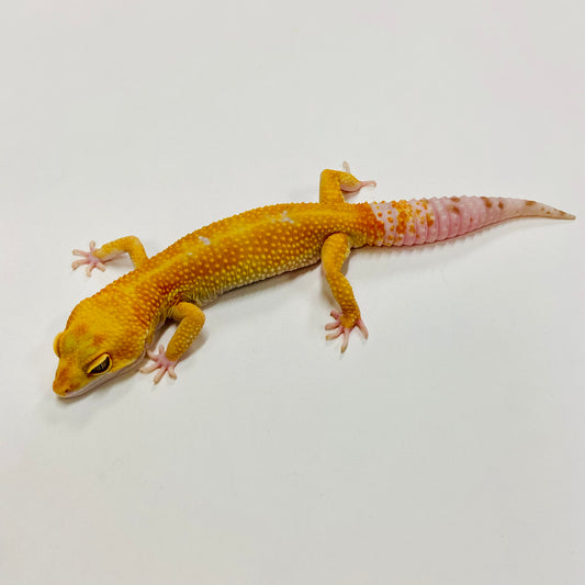 Sunglow Tremper W/Y Leopard Gecko Male H-G6-60821-1