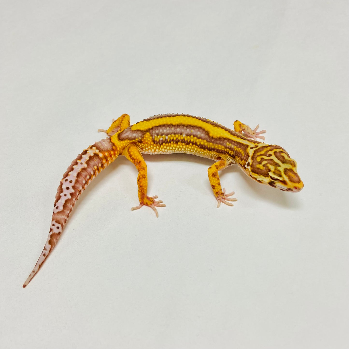 Bold Bell Leopard Gecko Female A-B11-122124-1